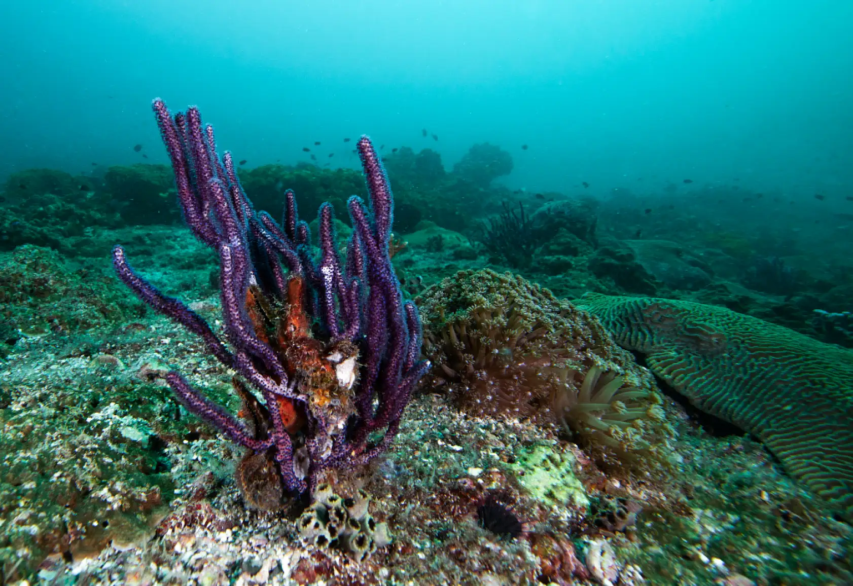 Mercan bahçeleri görsel şölen sunuyor