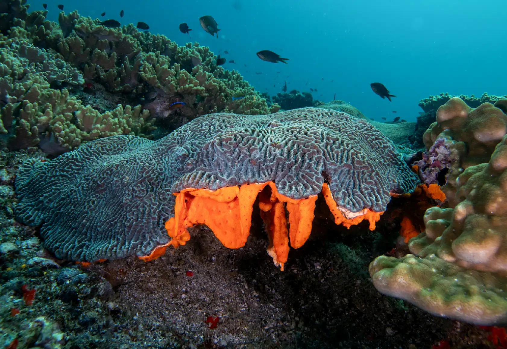 Mercan bahçeleri görsel şölen sunuyor