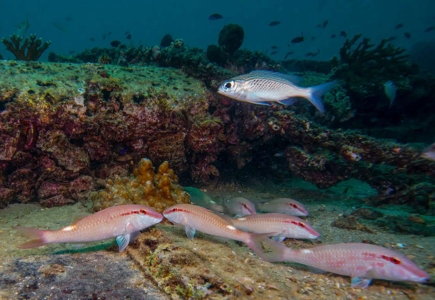 Mercan bahçeleri görsel şölen sunuyor