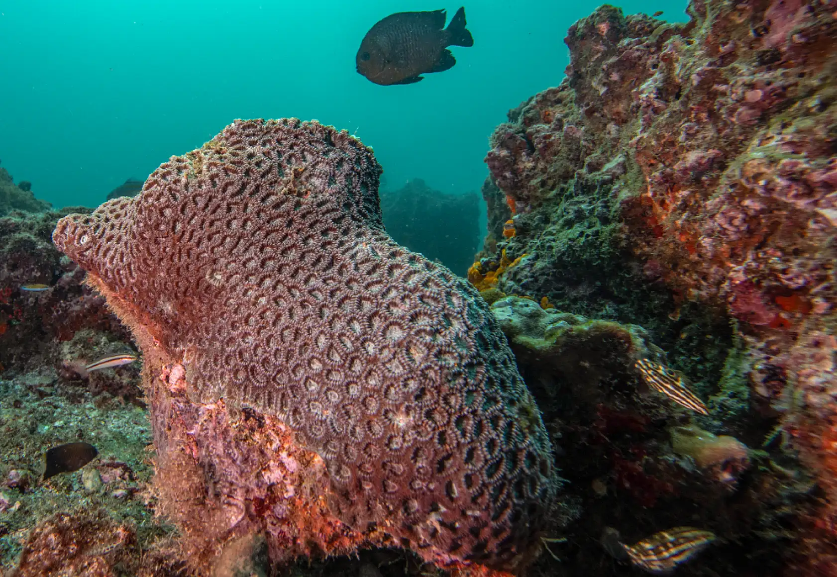 Mercan bahçeleri görsel şölen sunuyor