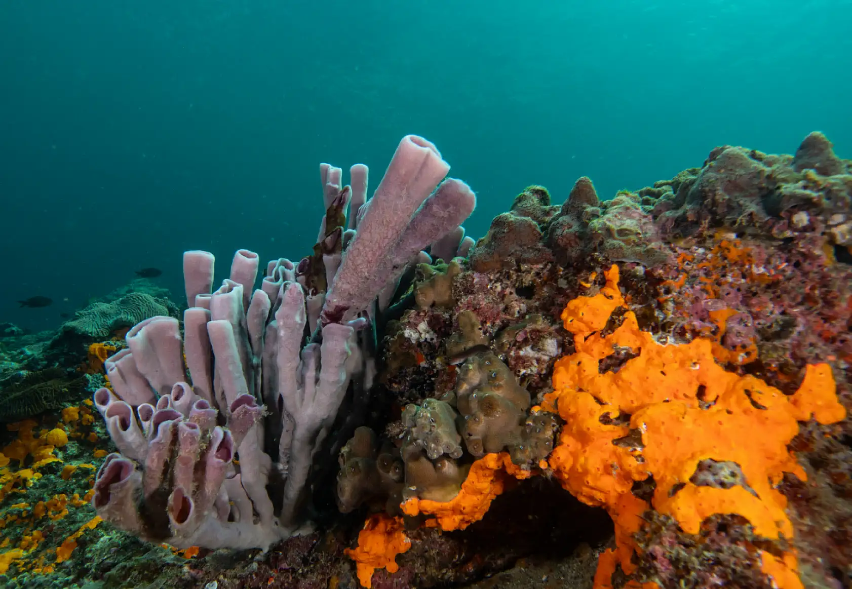 Mercan bahçeleri görsel şölen sunuyor