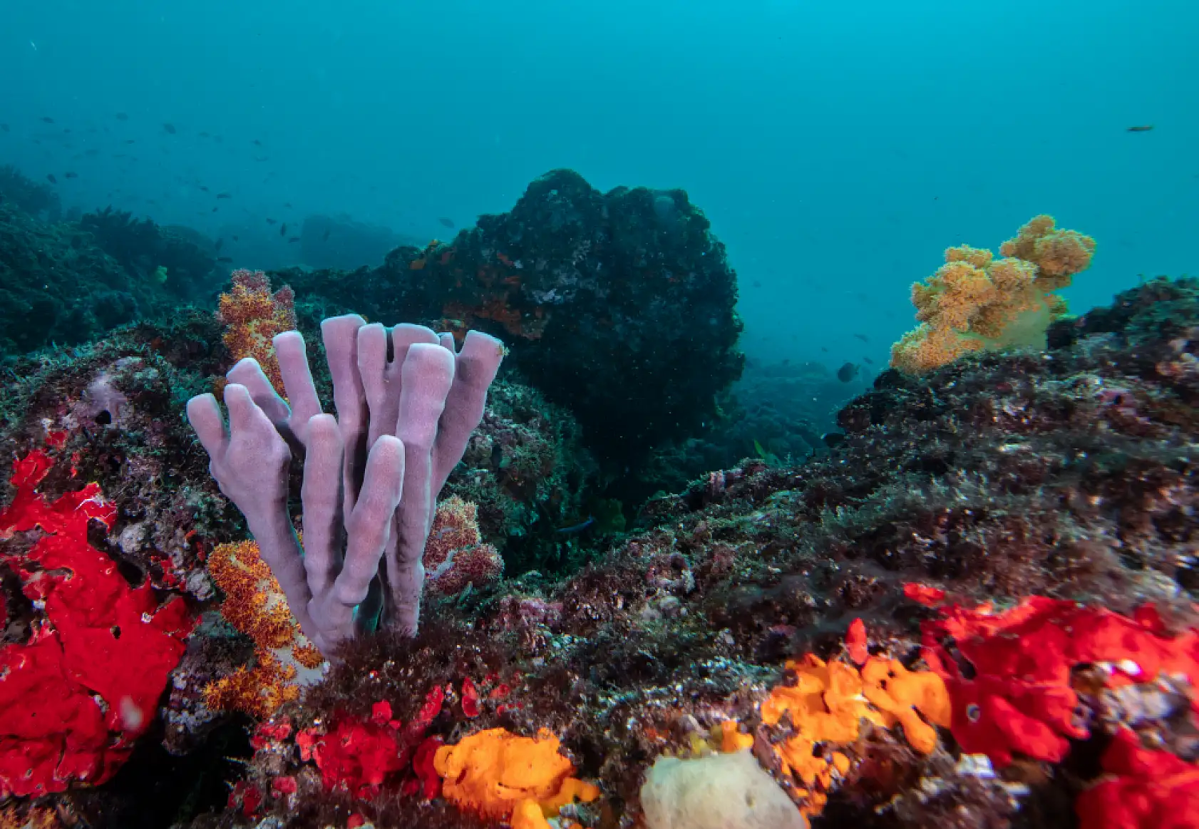 Mercan bahçeleri görsel şölen sunuyor