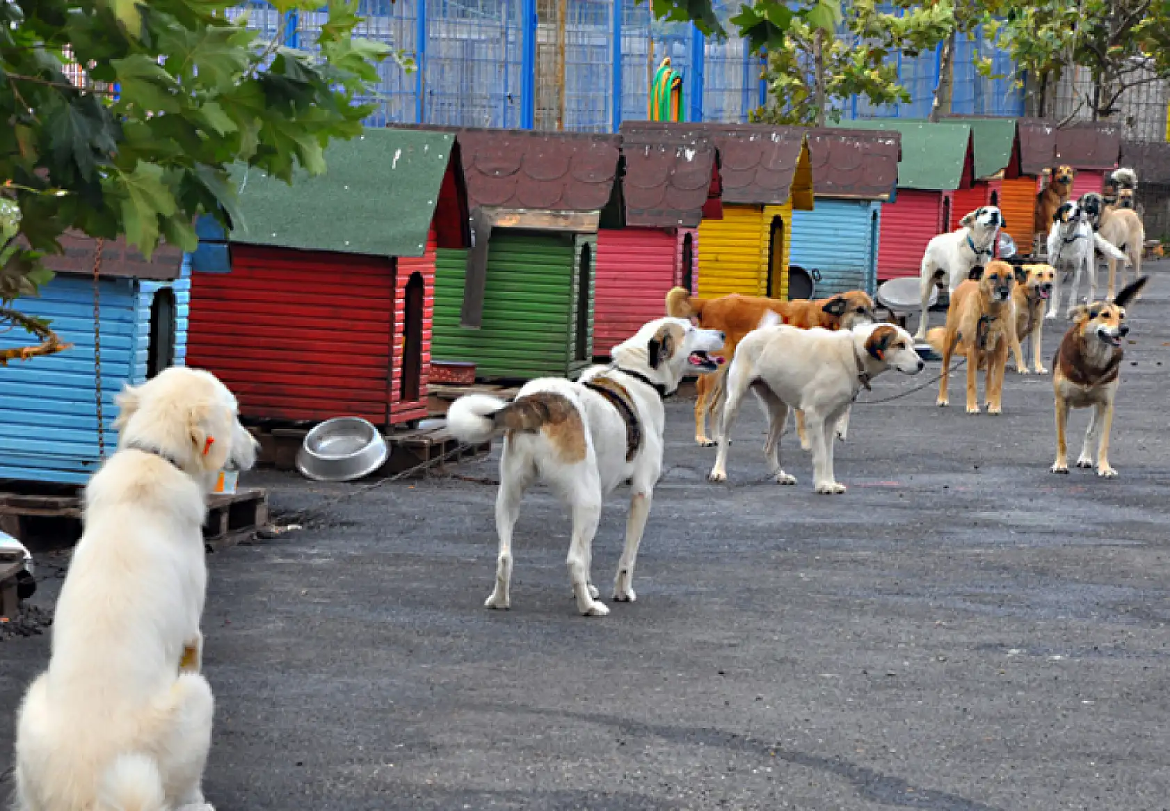 Konya'nın Bu İlçesine Hayvan Barınağı Yapılıyor