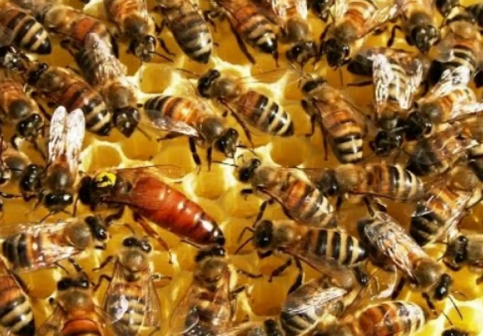 Konya'da üreticilere yönelik destek başladı: Son başvuru tarihi 13 Ekim!