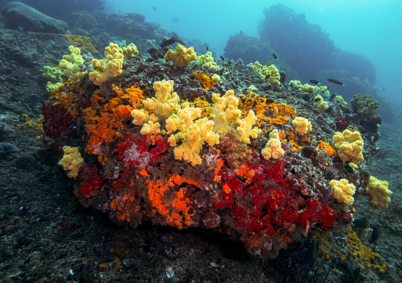 Mercan bahçeleri görsel şölen sunuyor