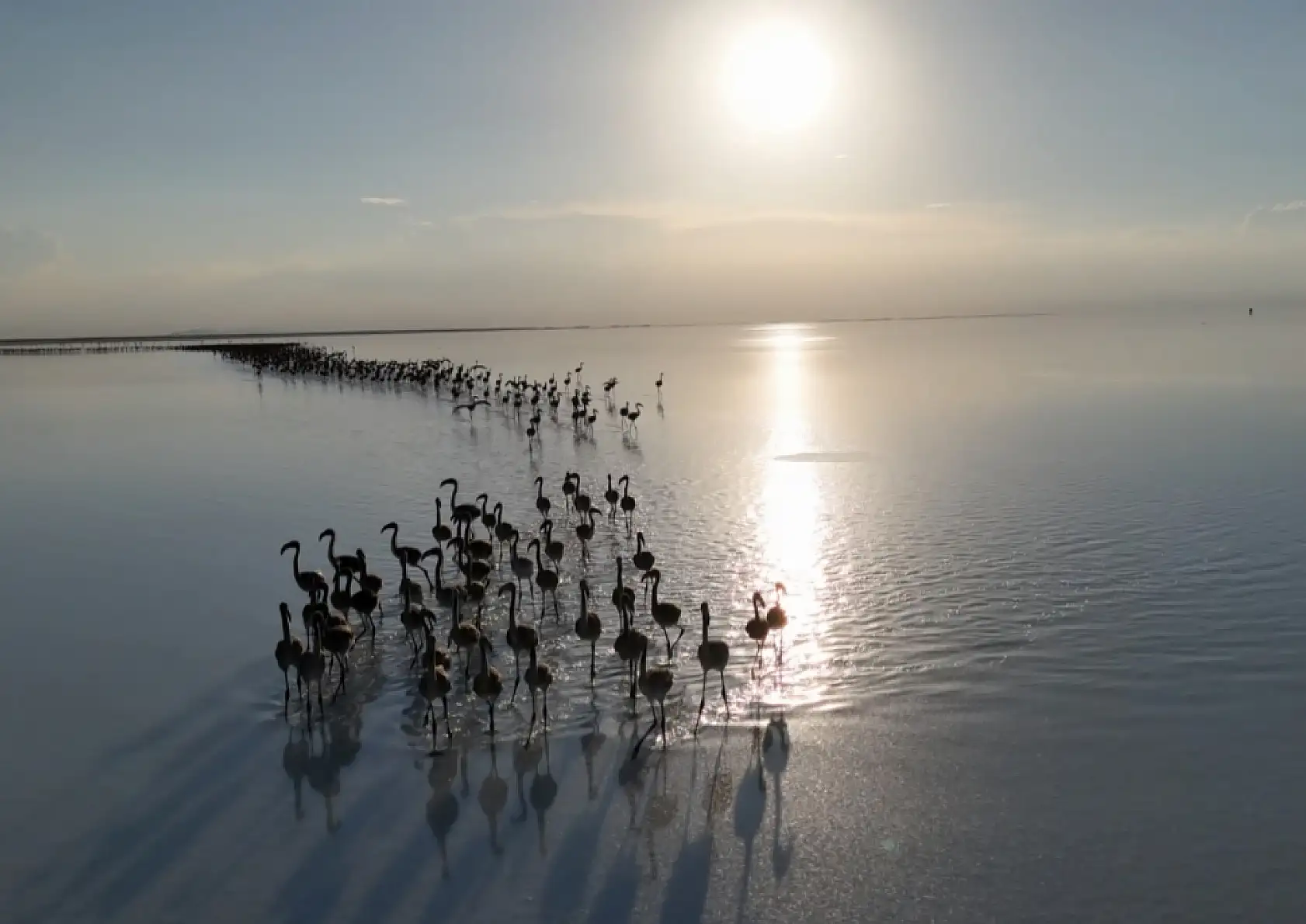 Flamingo cenneti alarm veriyor: Bu sefer pembe misafirleri gelmedi