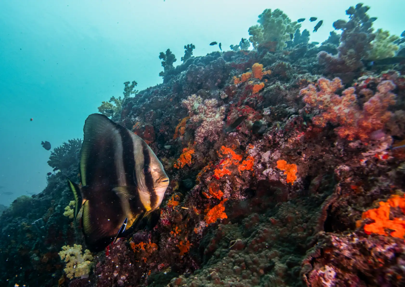 Mercan bahçeleri görsel şölen sunuyor