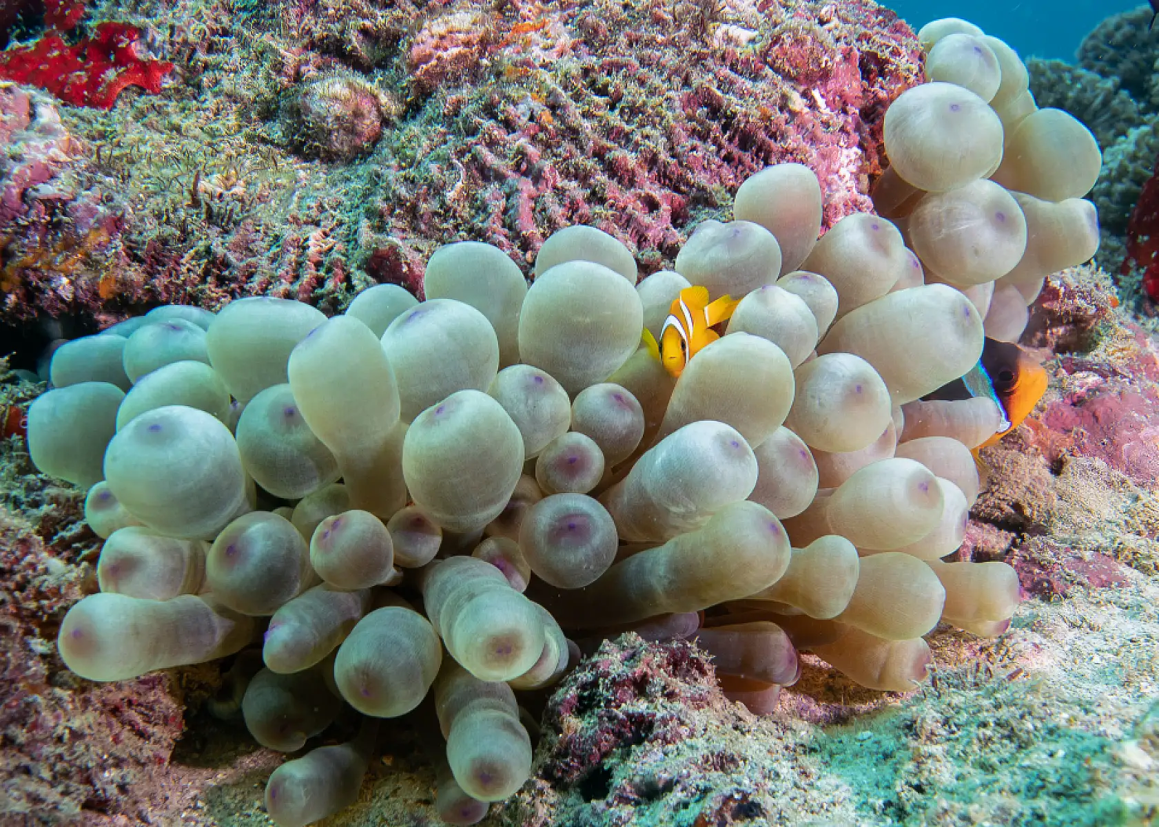 Mercan bahçeleri görsel şölen sunuyor