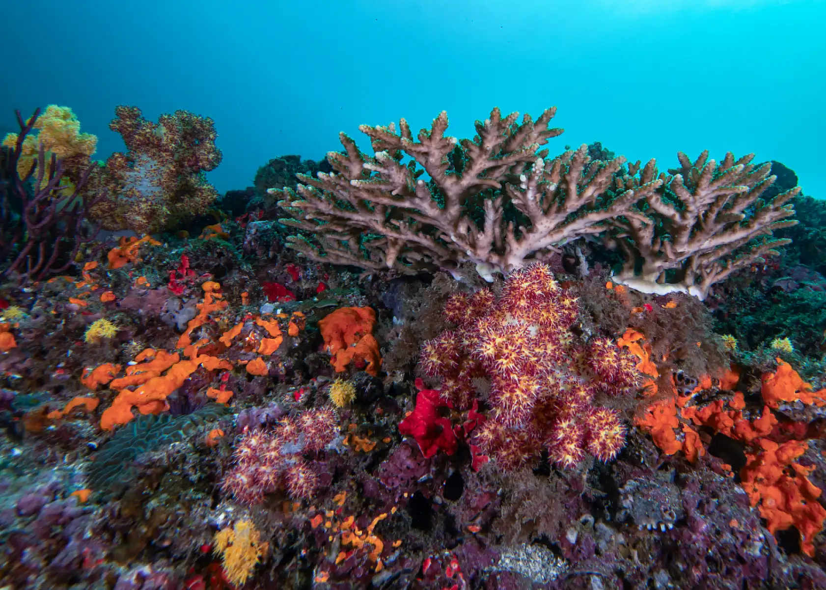 Mercan bahçeleri görsel şölen sunuyor