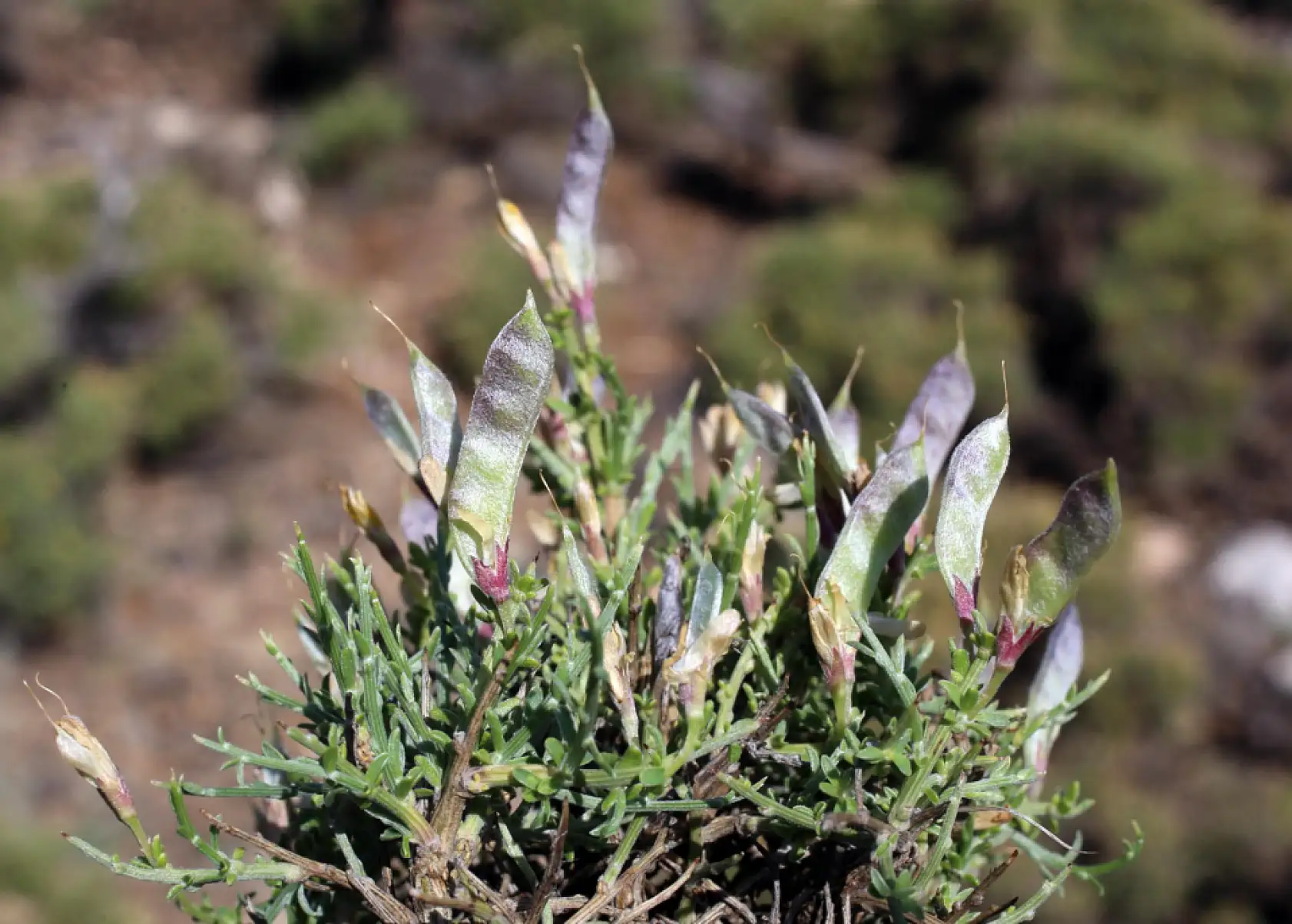 Selçuk Üniversitesi emekli öğretim üyesinden bilim dünyasını heyecanlandıran keşif