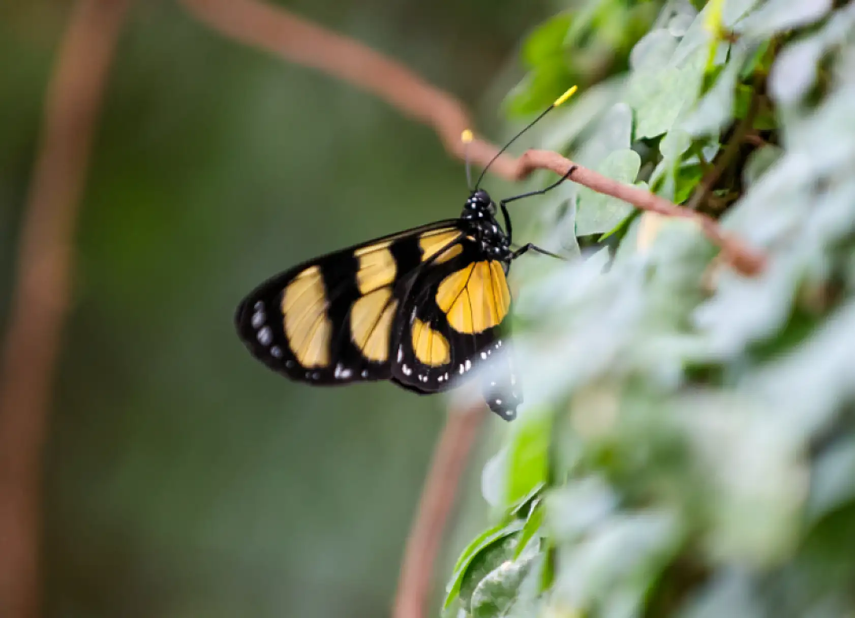 Konya'nın  gözde mekanı  2025'te 603 bin ziyaretçiyi ağırladı