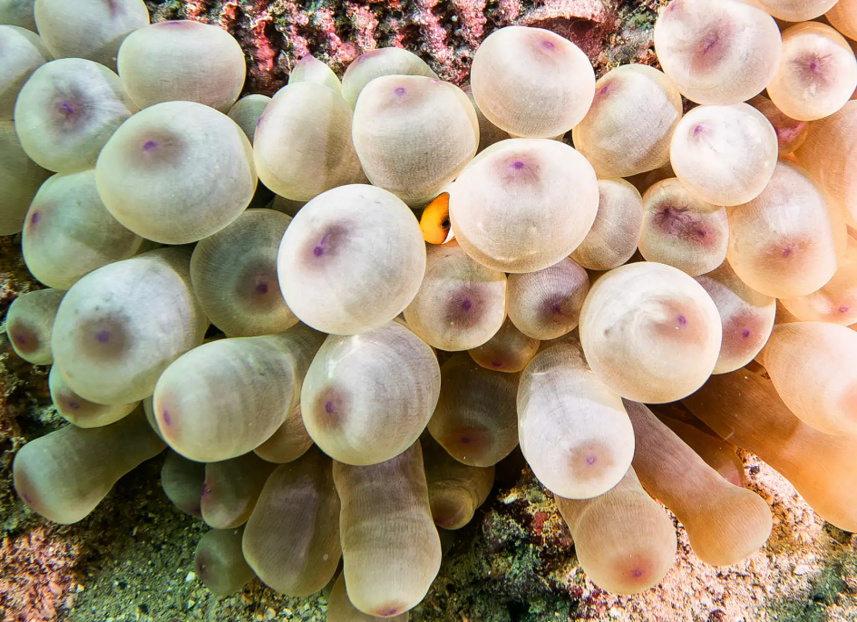 Mercan bahçeleri görsel şölen sunuyor