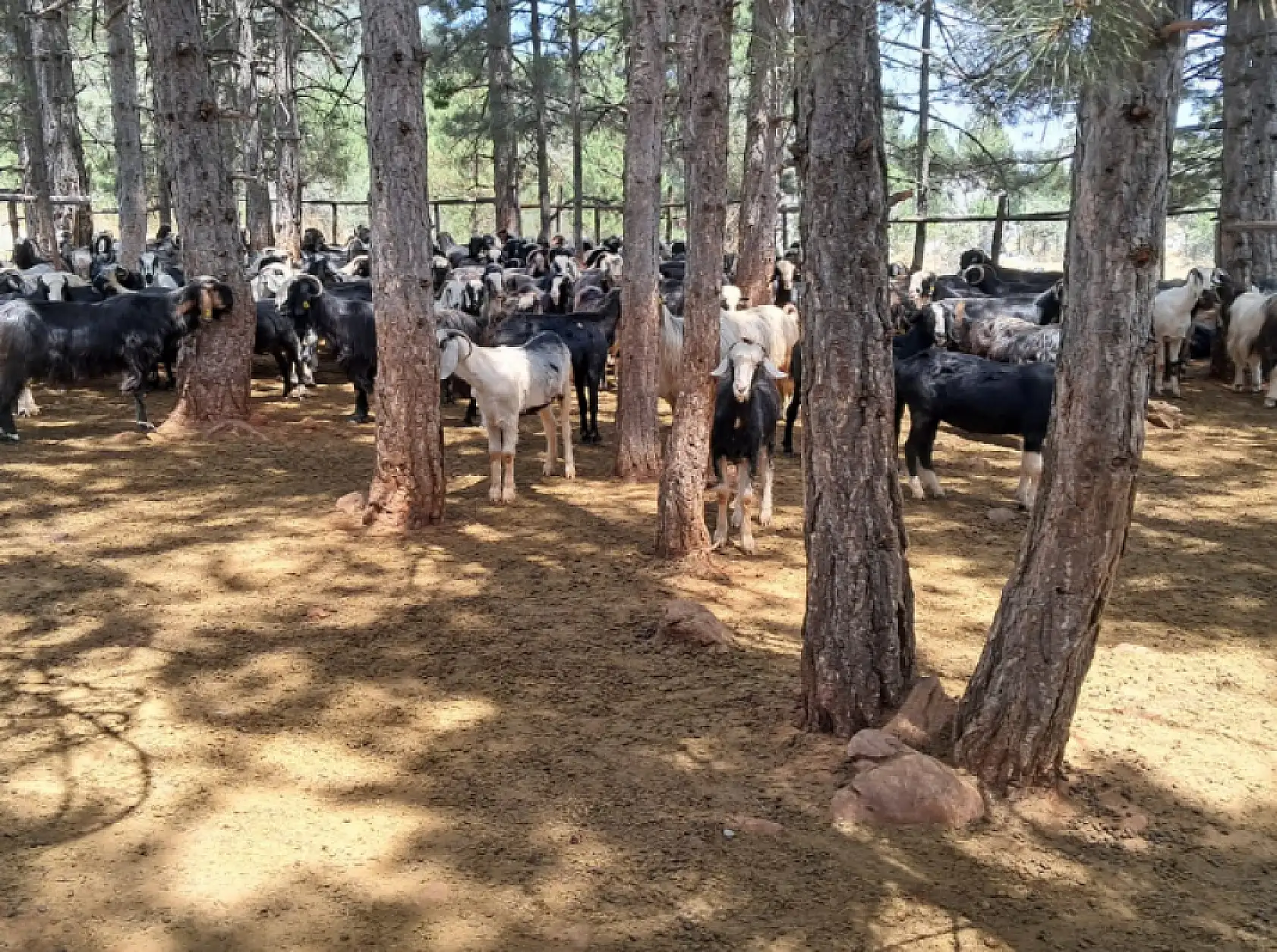 Konya'da yüz yıllık gelenek yaşatılıyor: 'Neredeyse bitme noktasına geldi'