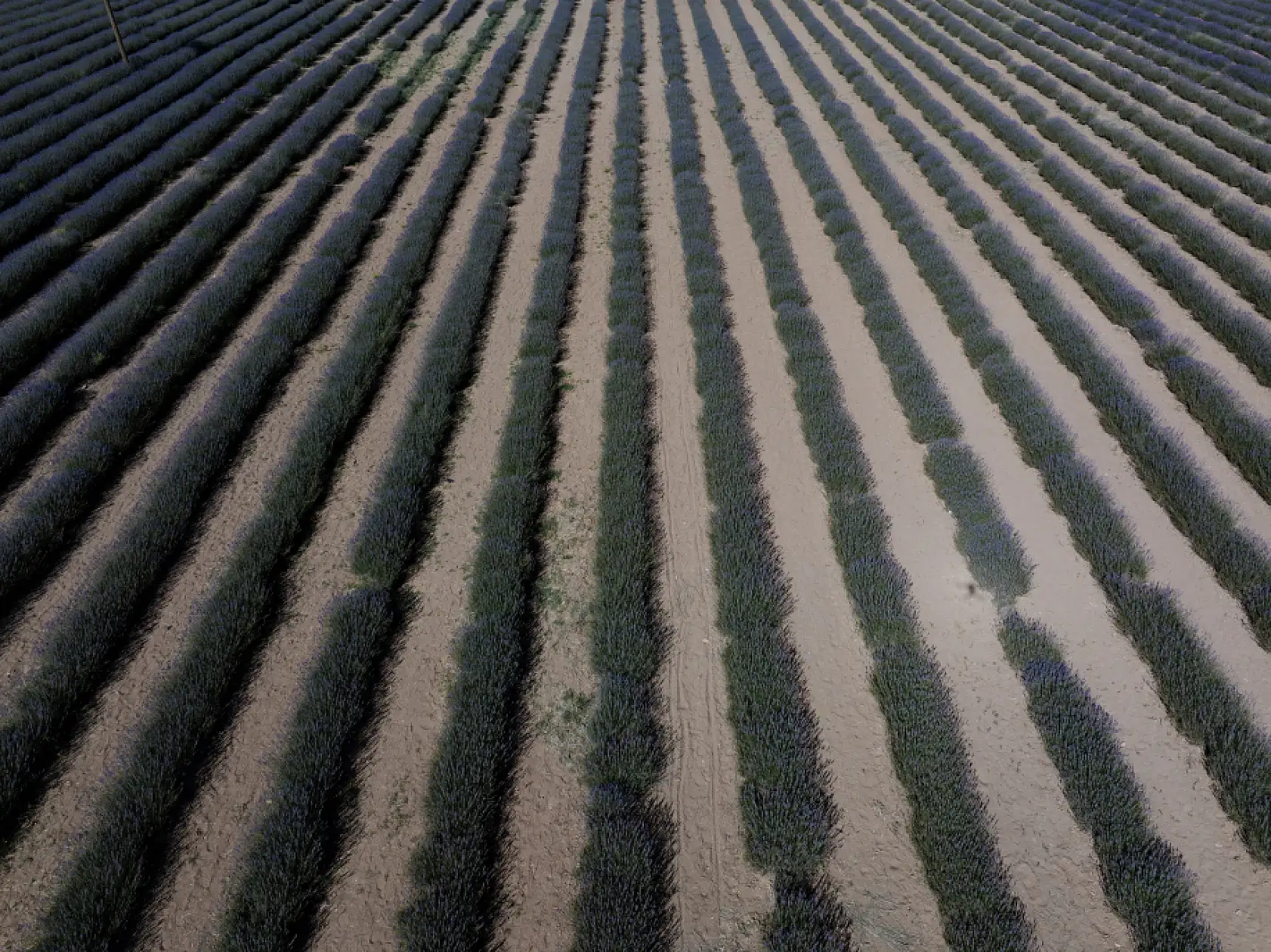 Karatay Lavanta Bahçesi ilgi odağı olmaya devam ediyor