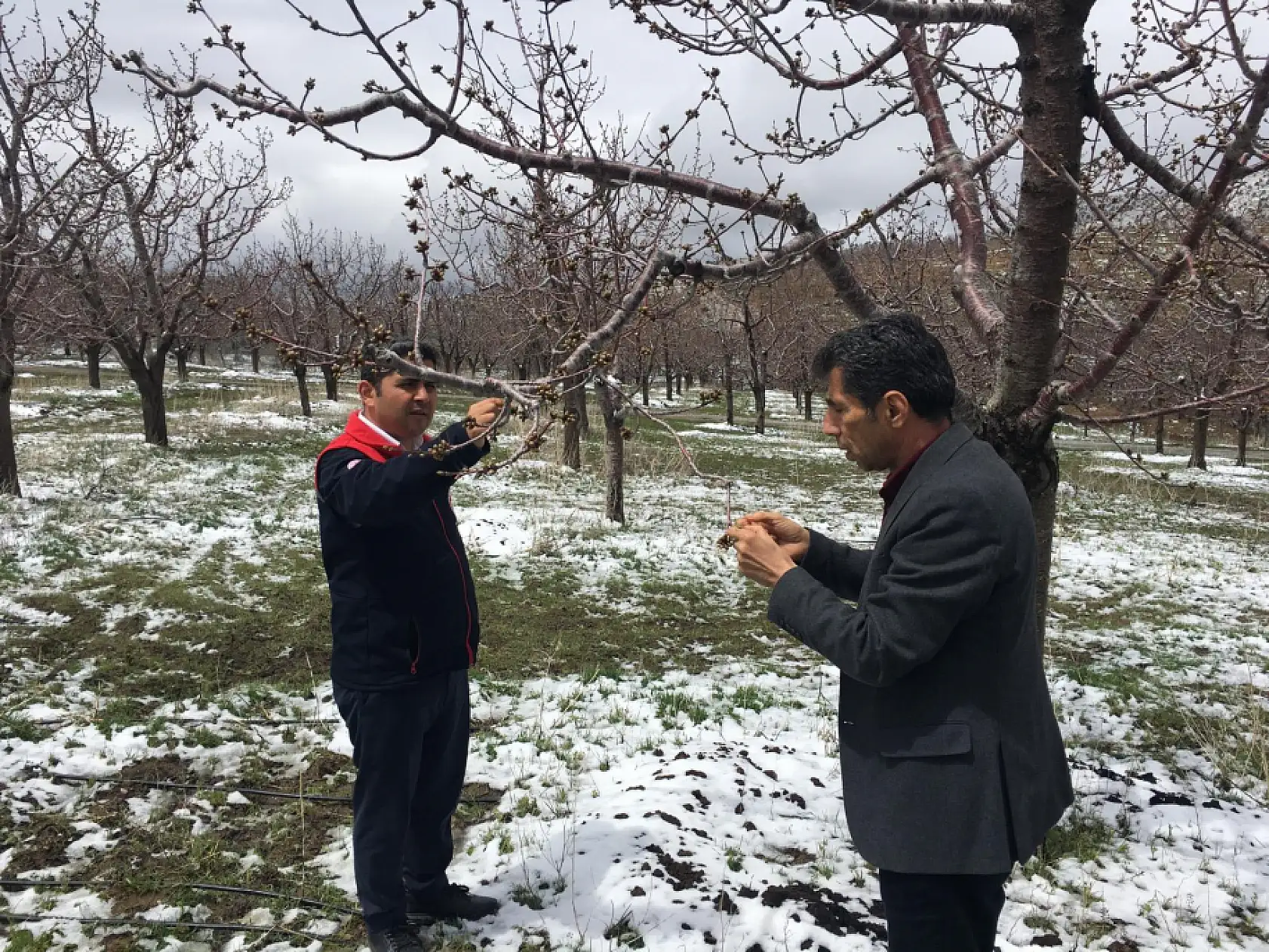 Konya'da bahar ortasında kış kapıya dayandı: Arazideki ürünü soğuk vurdu mu?