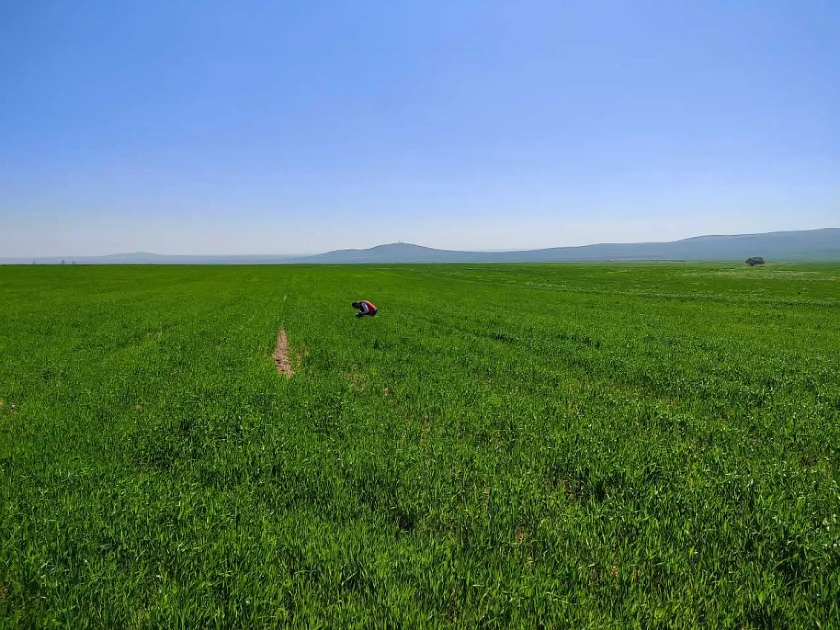 Çiftçinin korkulu rüyası geri döndü: Konya'da tarlalar tek tek inceleniyor