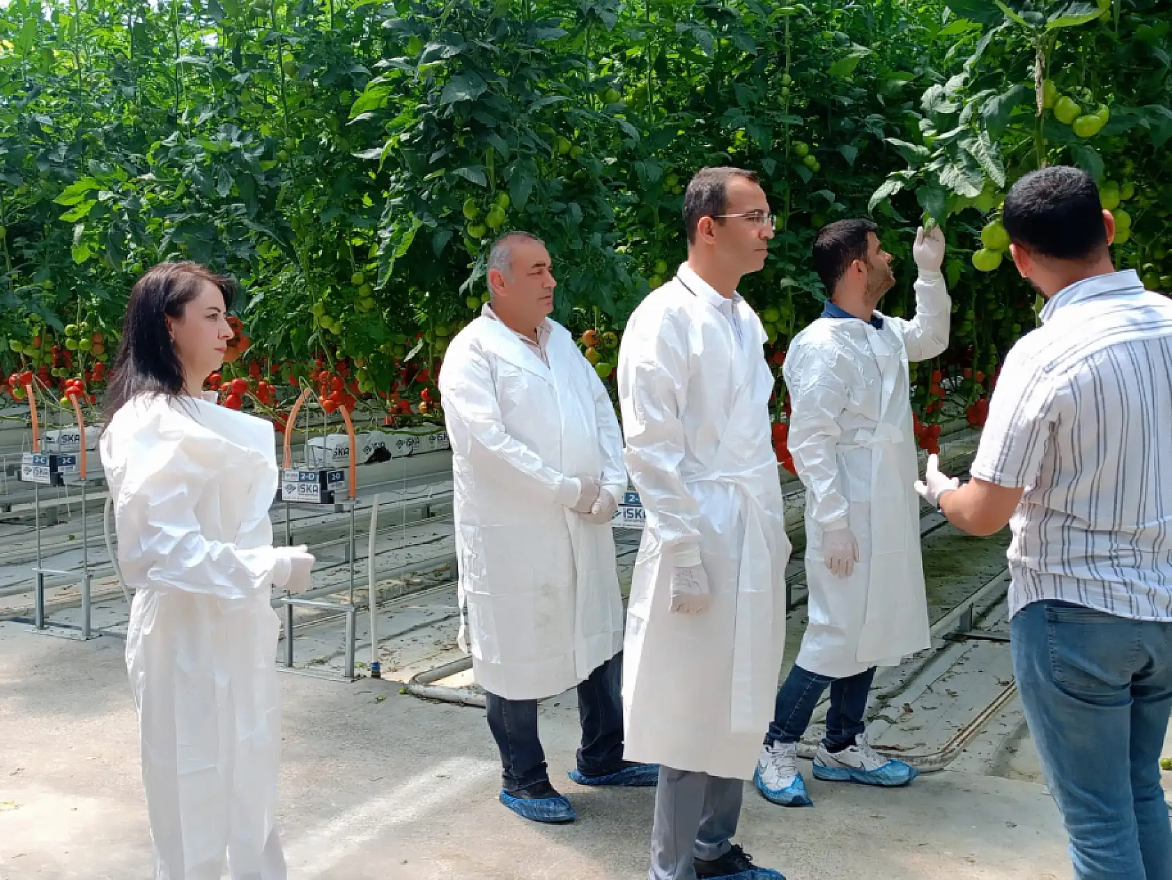 Konya'da toprak yok ama rekolte var!