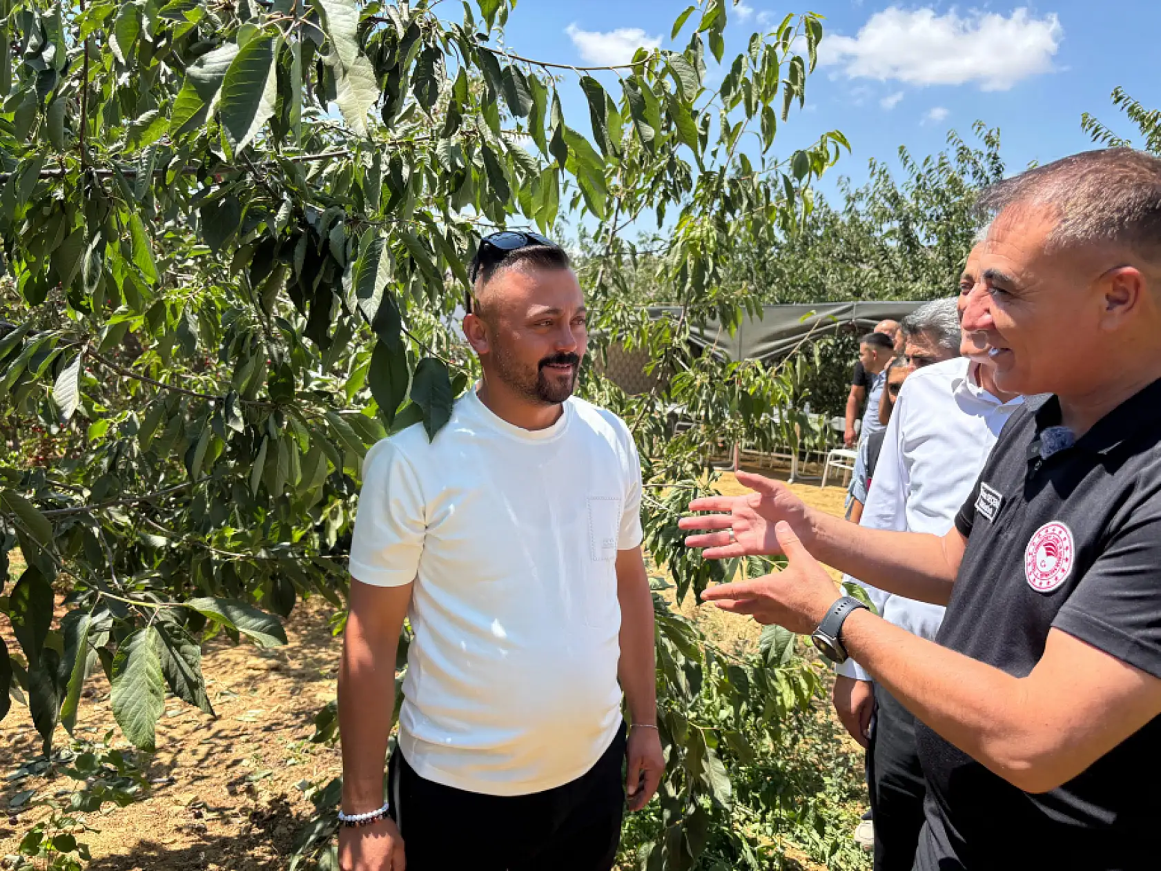 Kirazda son durak Konya!  Bin 900 metre rakımda hasat