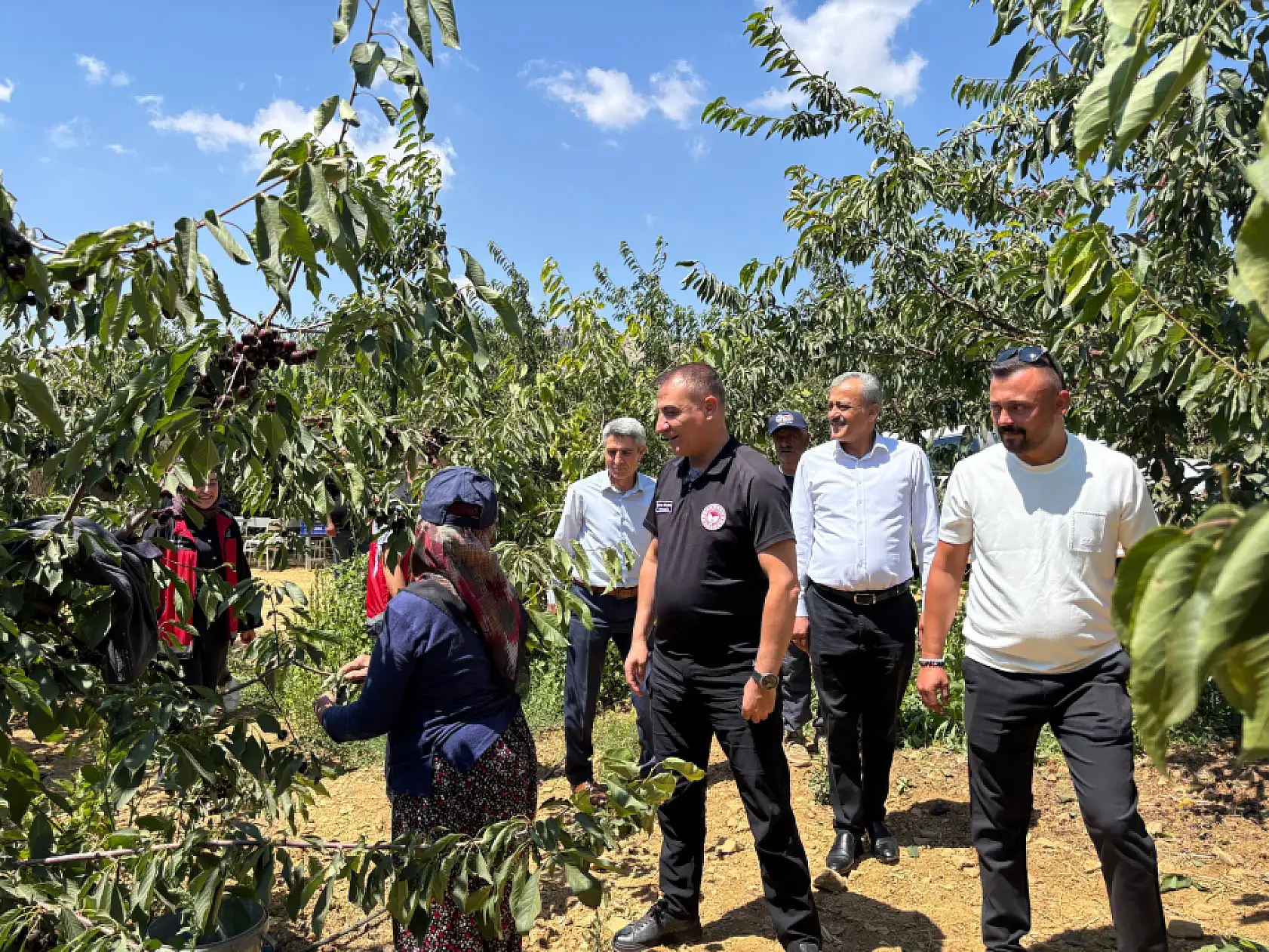 Kirazda son durak Konya!  Bin 900 metre rakımda hasat
