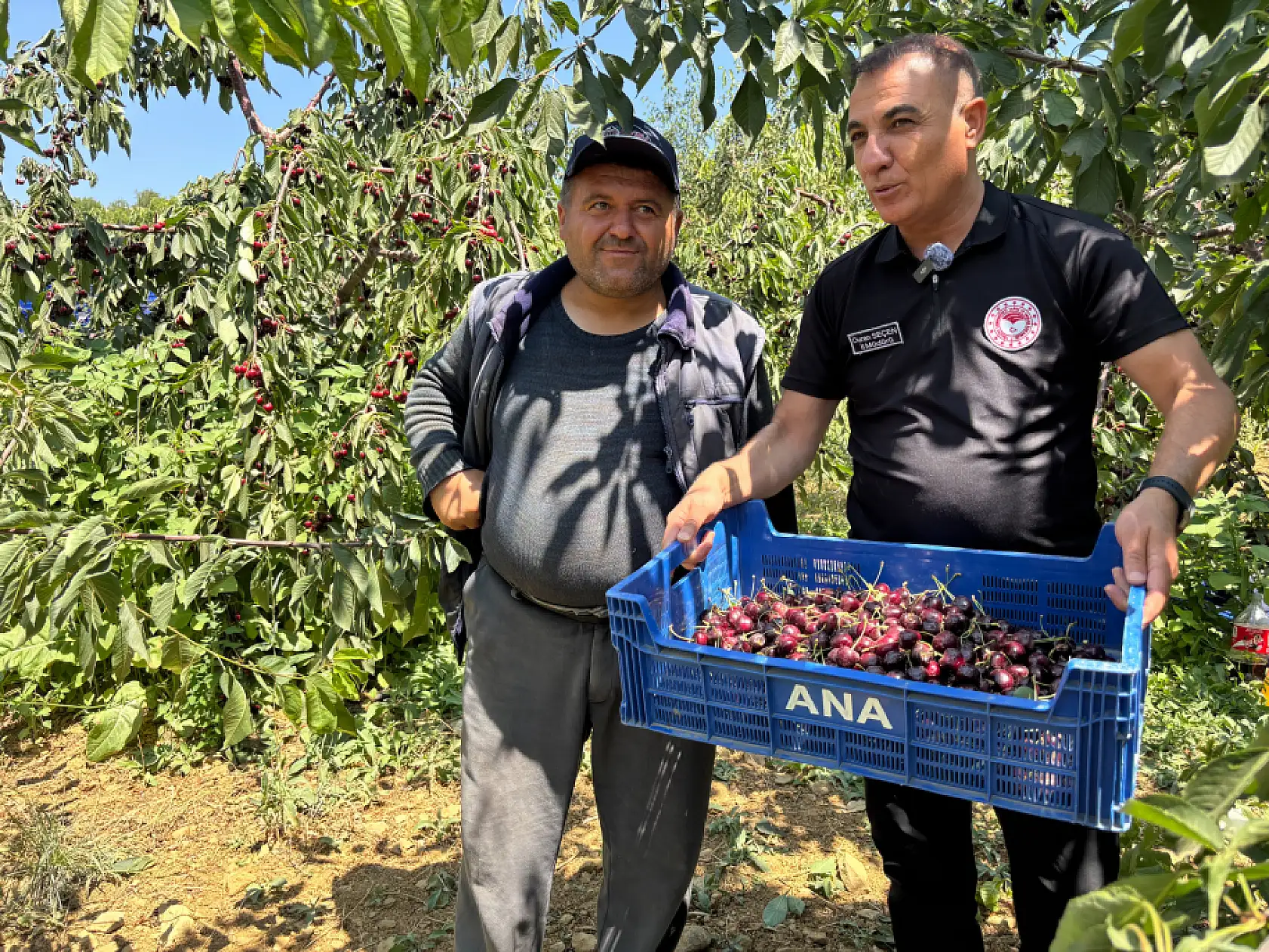 Kirazda son durak Konya!  Bin 900 metre rakımda hasat