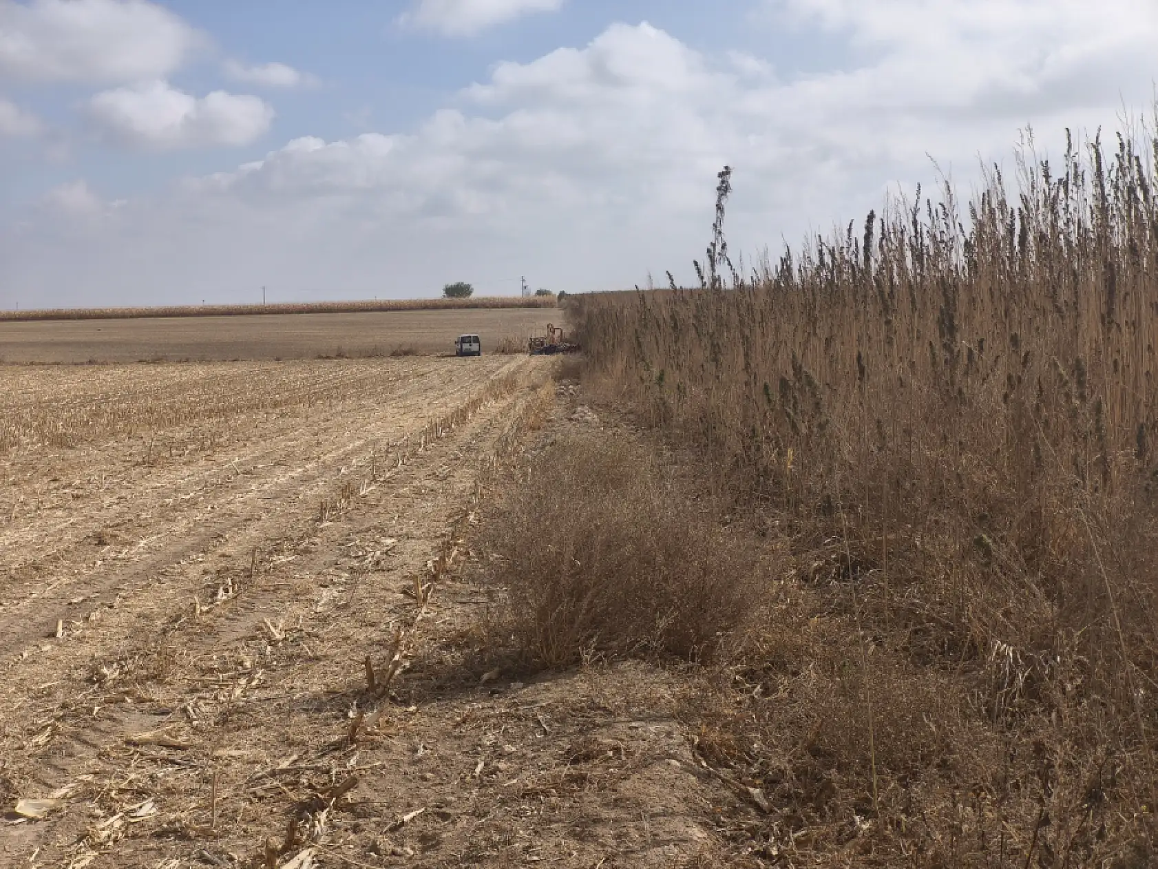 Fabrika yolda, üretim patlayacak! Konya kenevirle Türkiye'nin merkez üssü oluyor