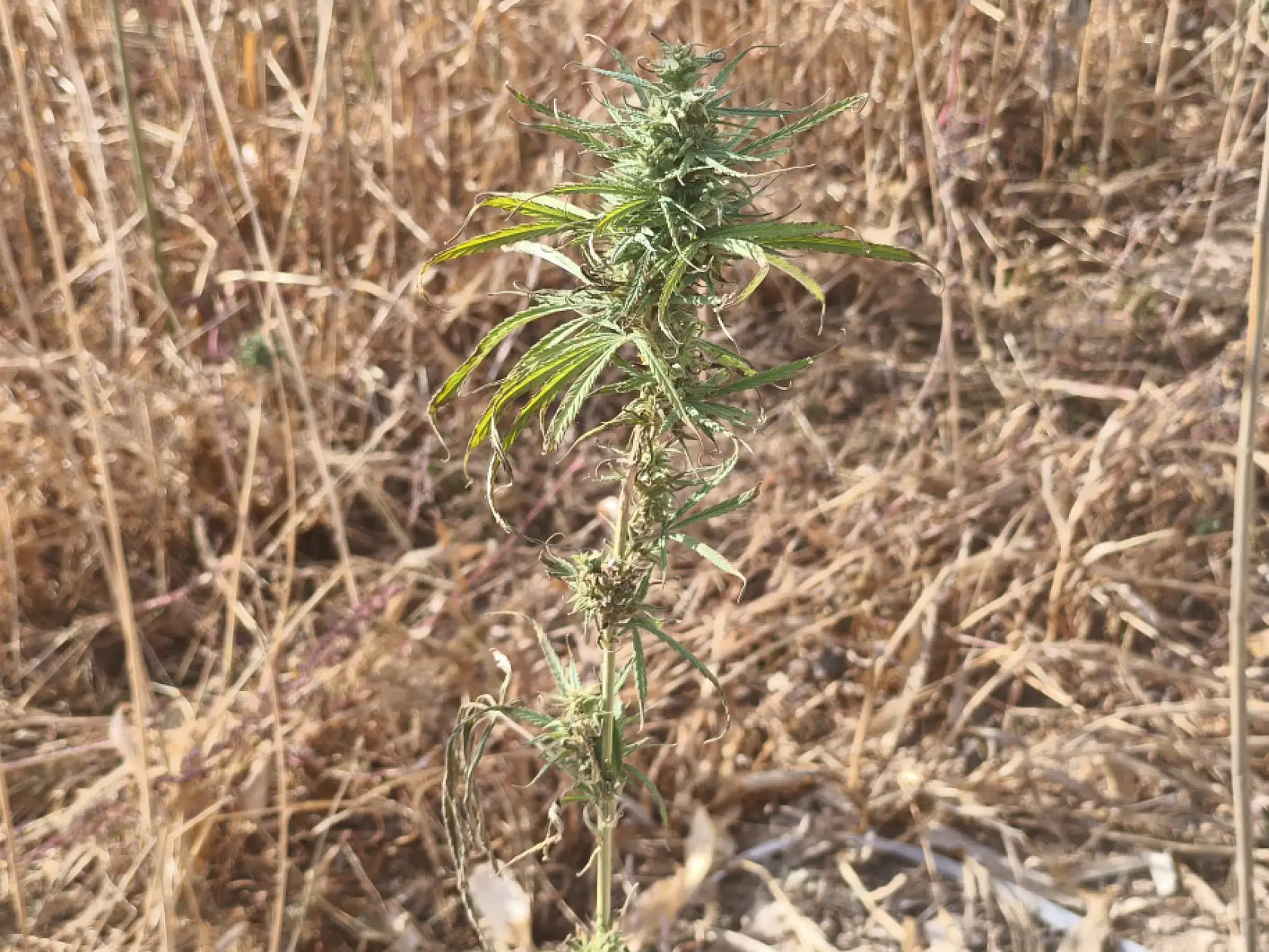 Fabrika yolda, üretim patlayacak! Konya kenevirle Türkiye'nin merkez üssü oluyor