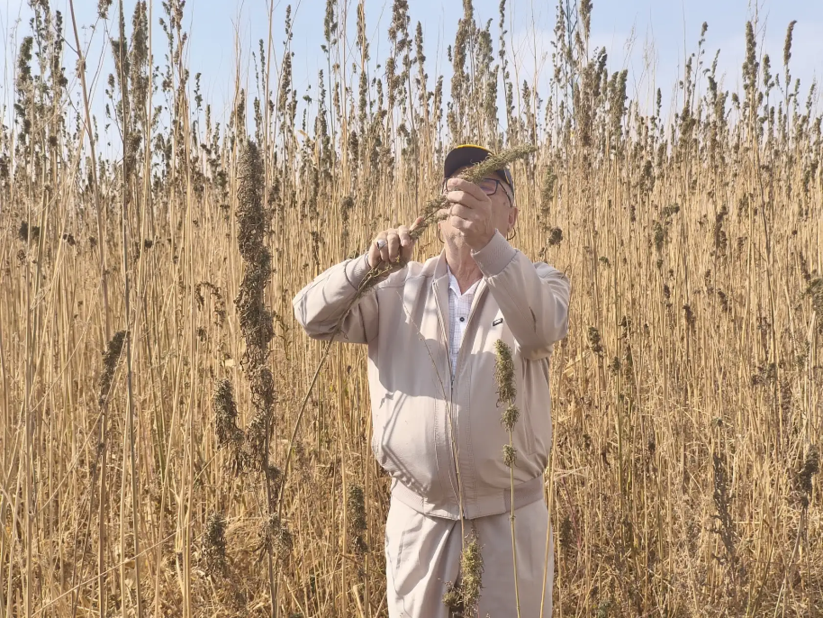 Fabrika yolda, üretim patlayacak! Konya kenevirle Türkiye'nin merkez üssü oluyor