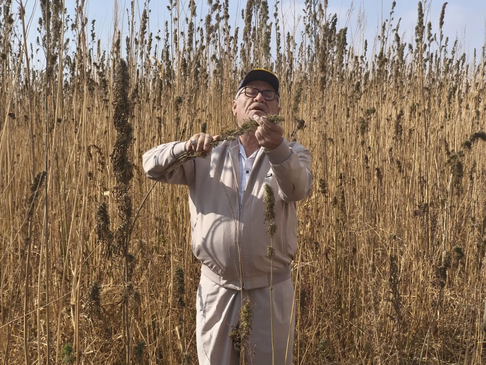 Fabrika yolda, üretim patlayacak! Konya kenevirle Türkiye'nin merkez üssü oluyor
