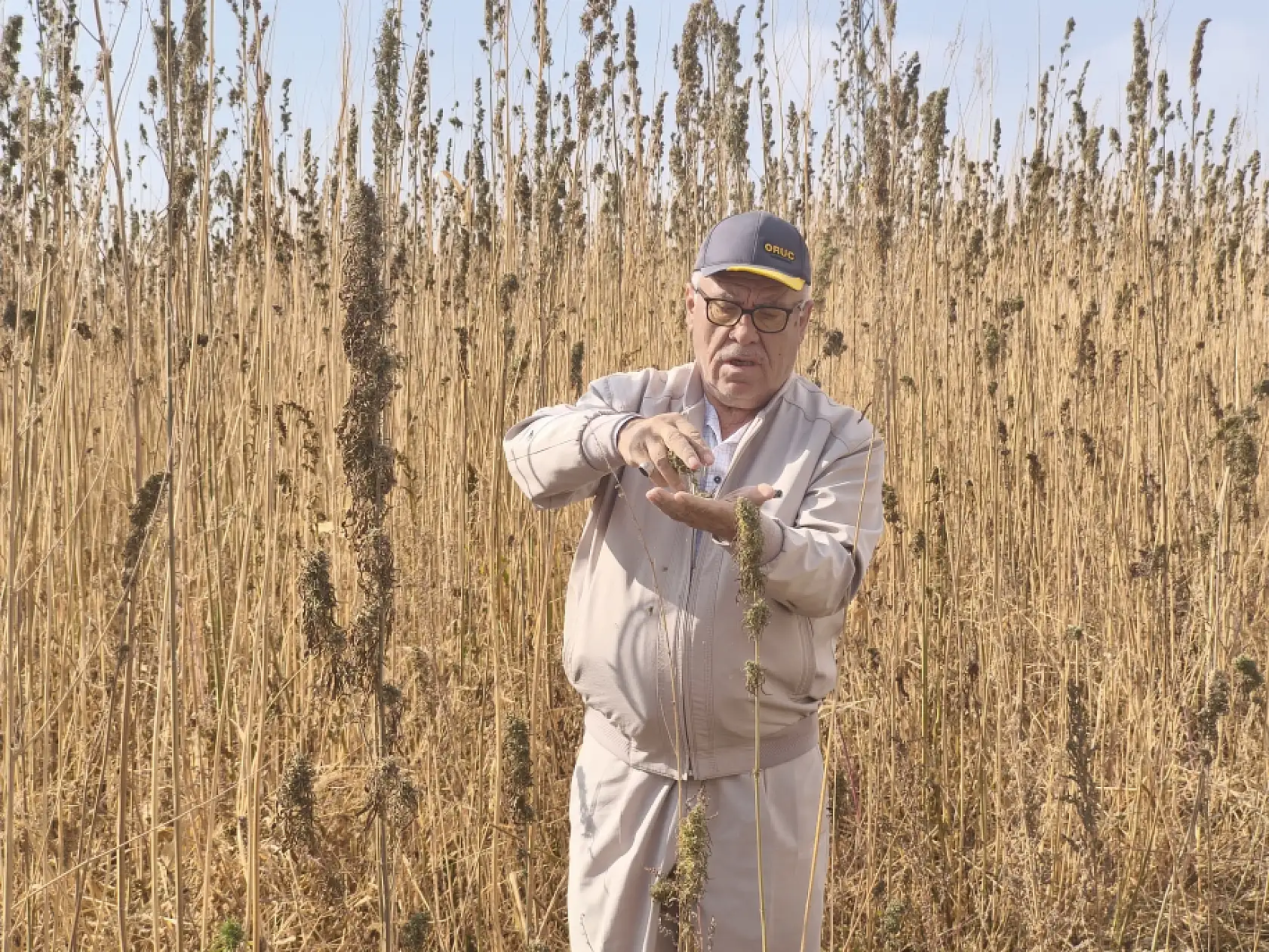 Fabrika yolda, üretim patlayacak! Konya kenevirle Türkiye'nin merkez üssü oluyor