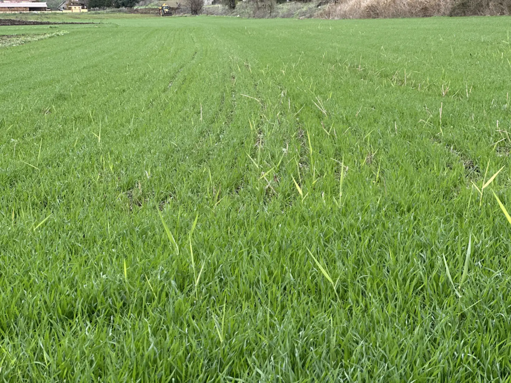 Son 2 yılın kabusu geride kaldı: Çiftçinin yüzü gülmeye başladı