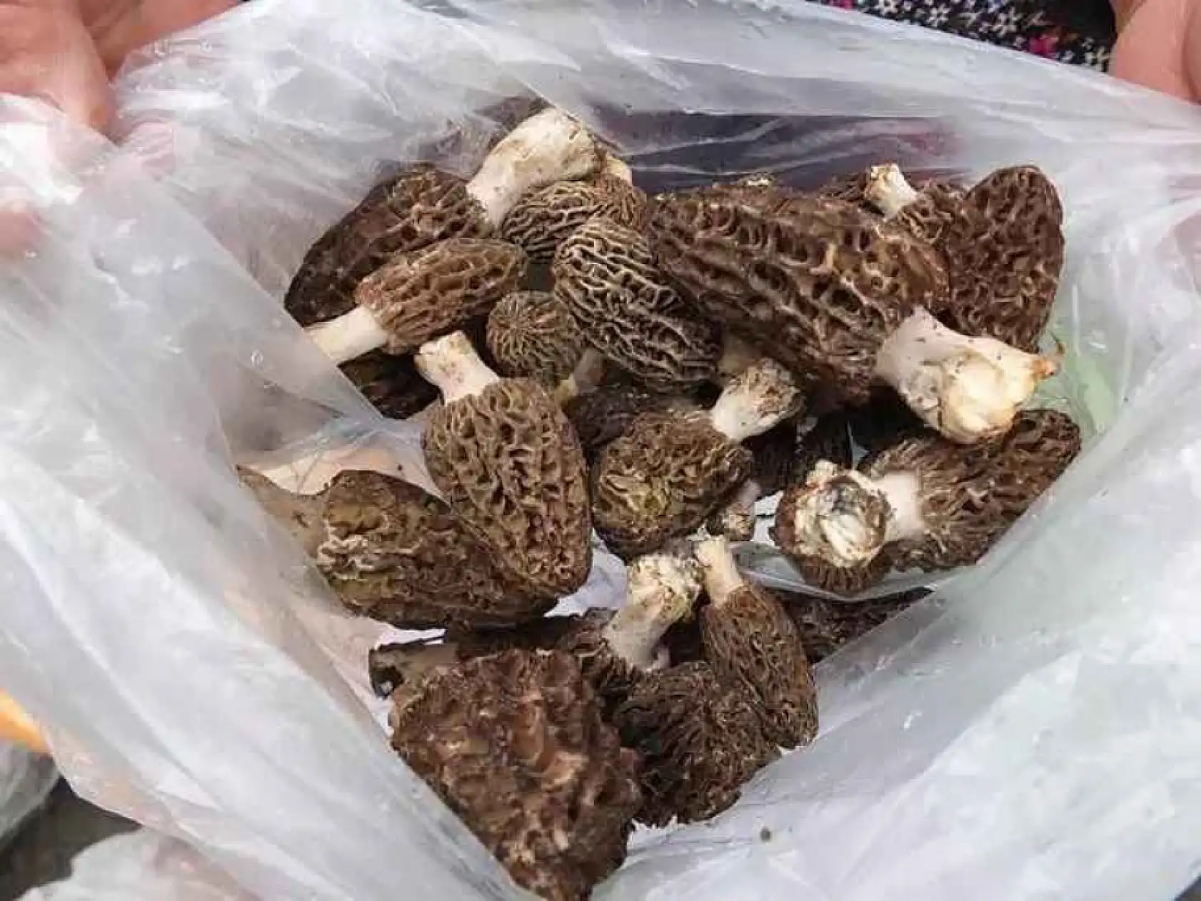 Konya'da köşe bucak aranıyor: Bulanın cebi bayram ediyor