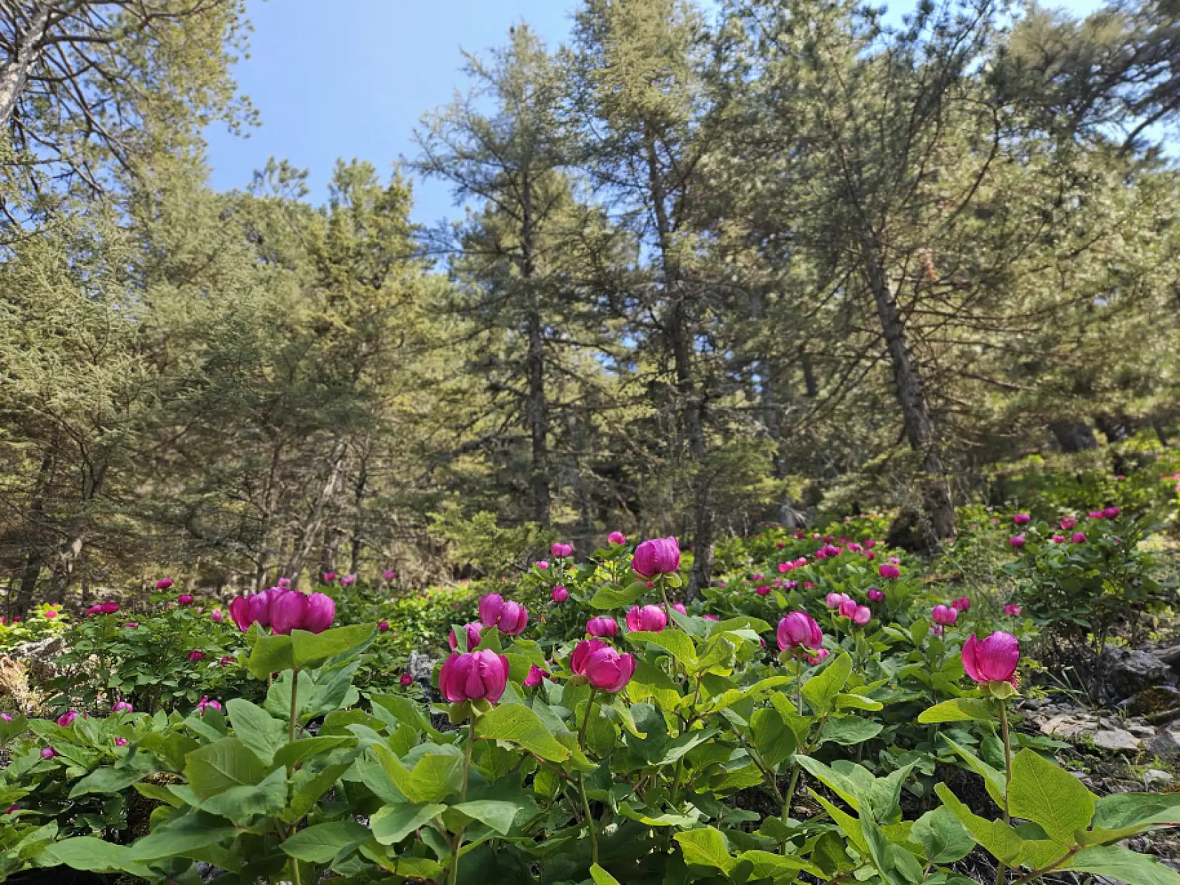 Görenleri mest eden, koparanları kahreden o çiçek açtı