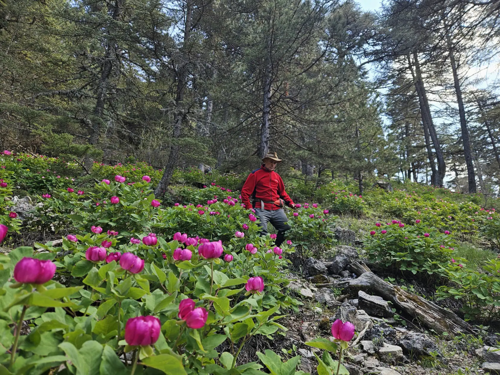Görenleri mest eden, koparanları kahreden o çiçek açtı