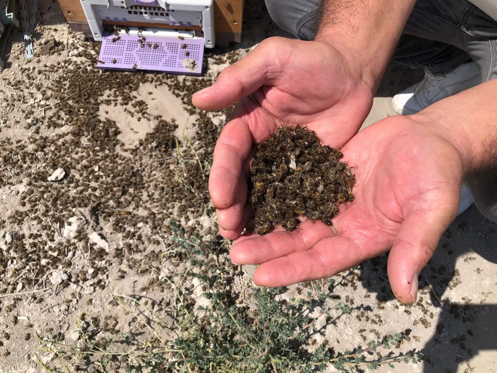 Yıllardır verdikleri emek, bir günde boşa gitti! Konya'da şaibeli ölüm! Üreticiler isyan etti…