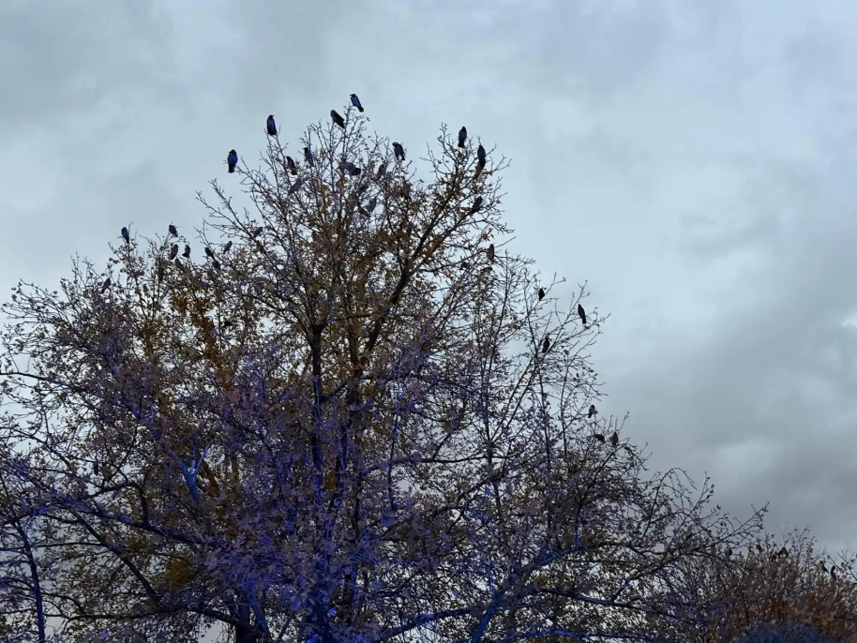 Meteoroloji Konya'nın 5 günlük hava tahmin raporunu yayınladı: Yağışlar devam edecek mi?