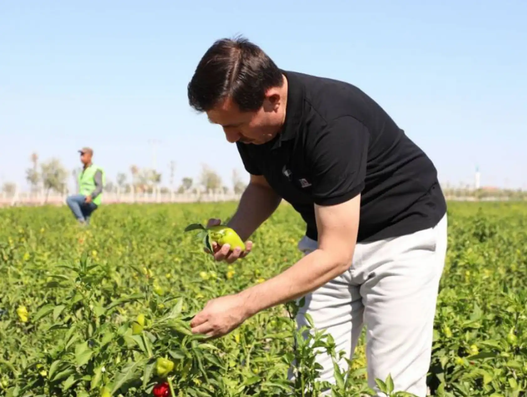 'Karatay Ata Tohum' projesi meyve vermeye başladı!