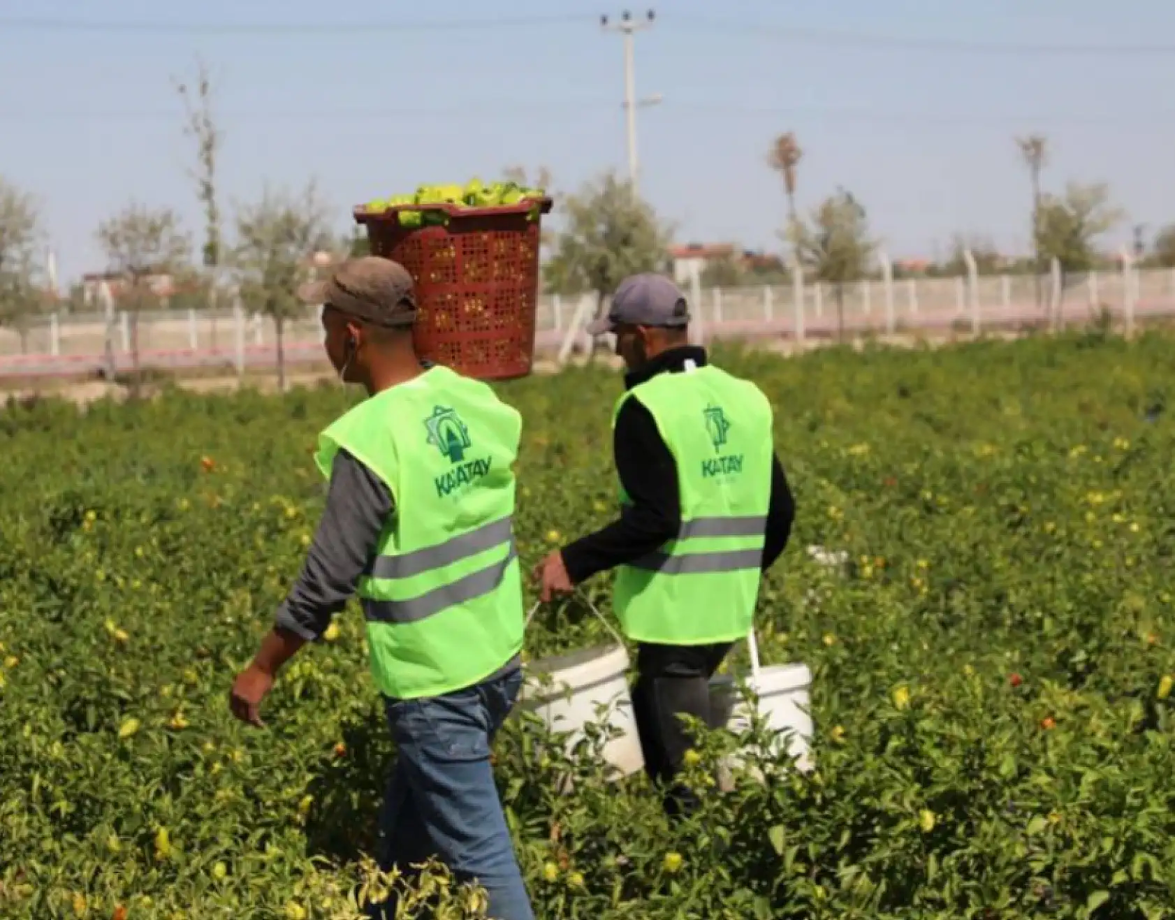 'Karatay Ata Tohum' projesi meyve vermeye başladı!