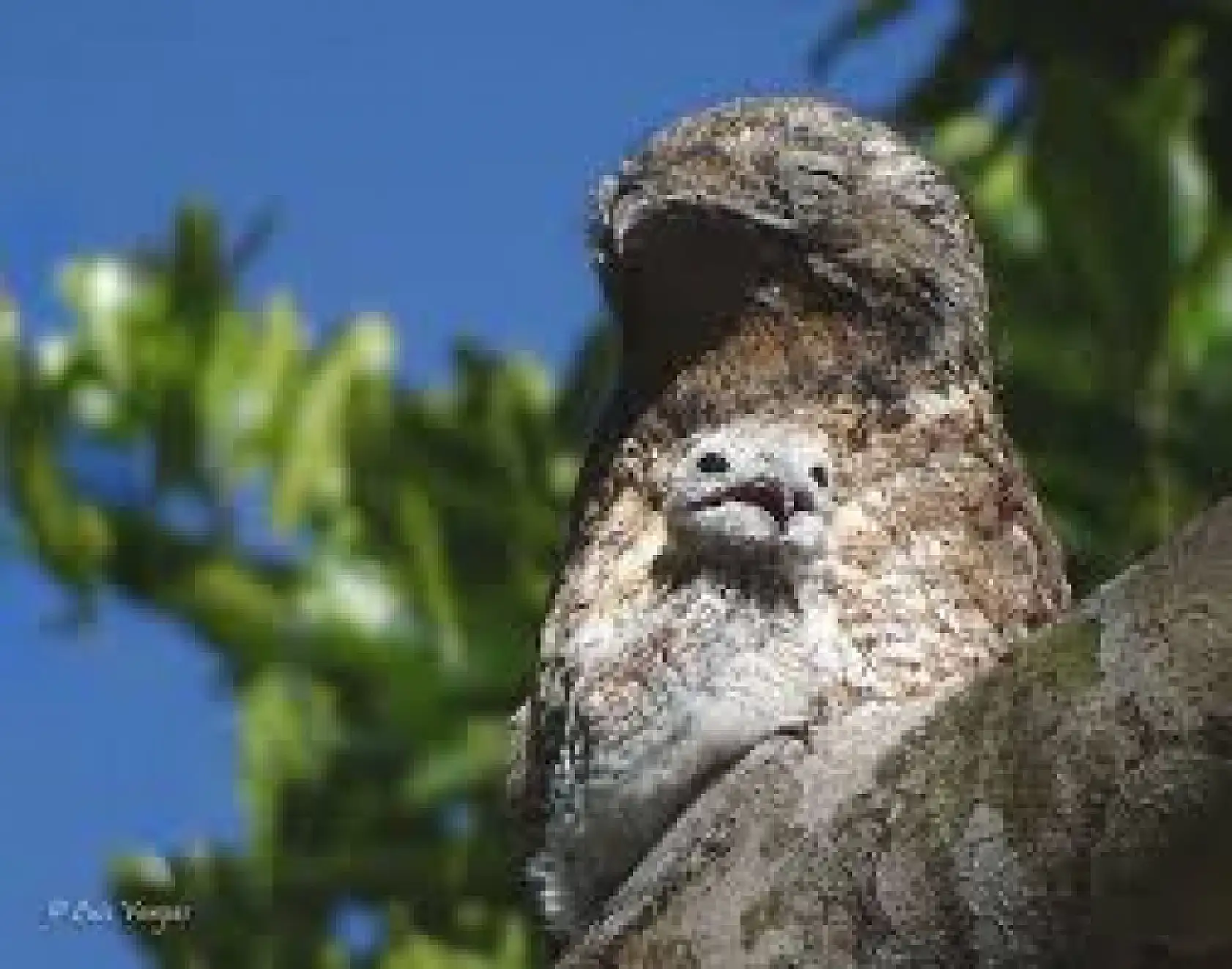 Hermon Dağı'nın laneti mi, Suudi Arabistan'da görülen gizemli kuş ne anlama geliyor?