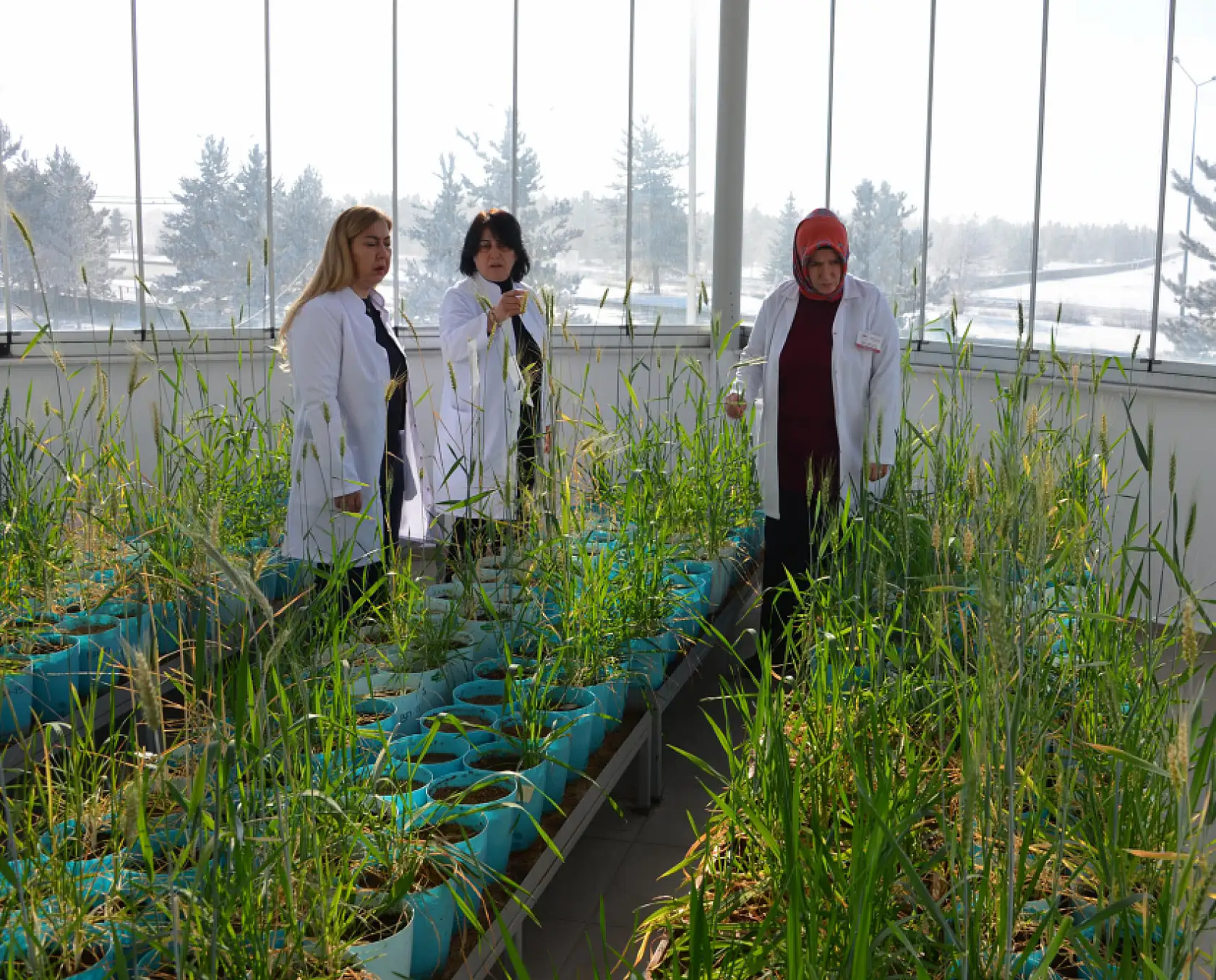 Eksi 21 derecede tarımsal devrim: Soğuğa meydan okuyan tohumlar