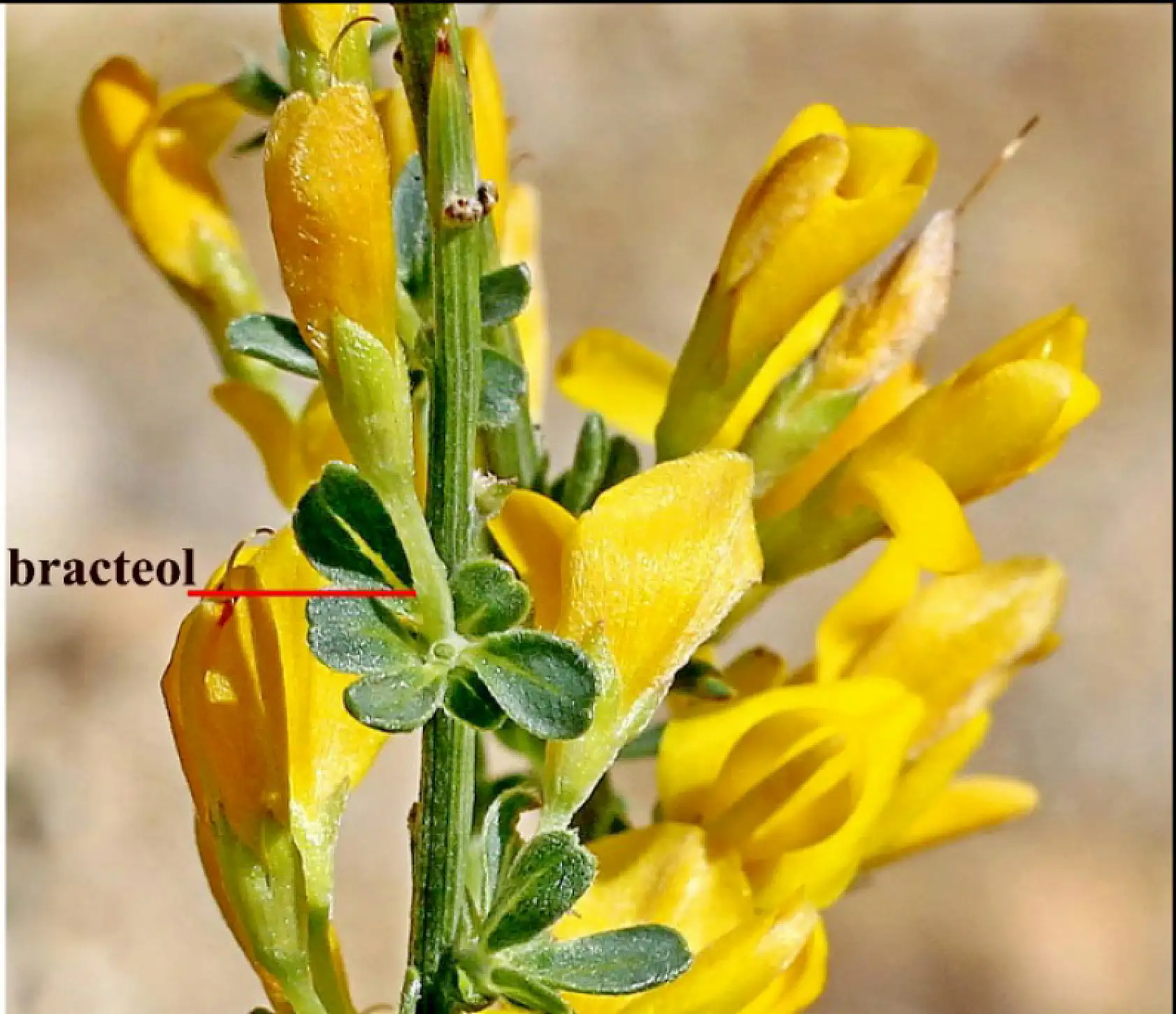 Selçuk Üniversitesi emekli öğretim üyesinden bilim dünyasını heyecanlandıran keşif