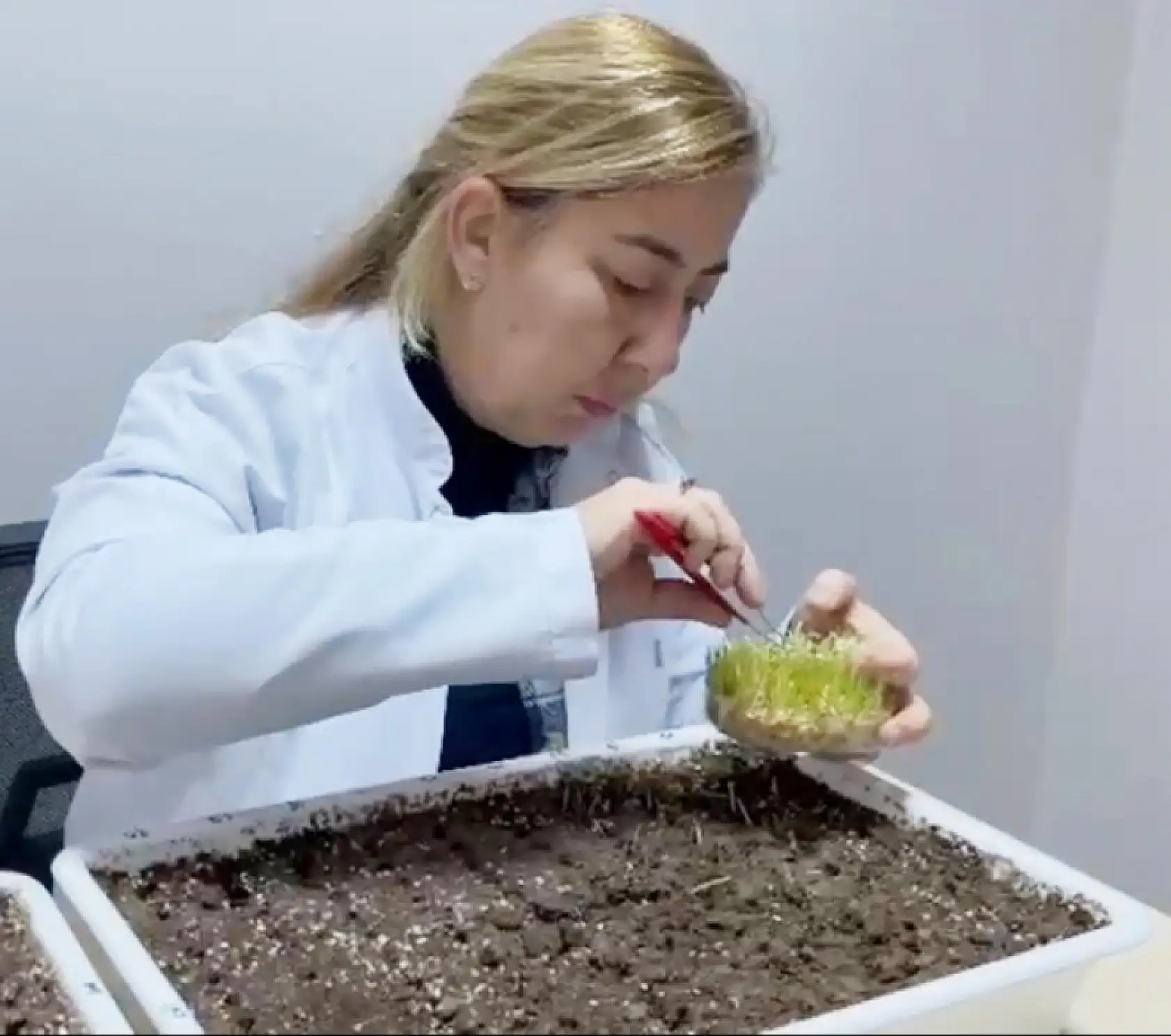 Eksi 21 derecede tarımsal devrim: Soğuğa meydan okuyan tohumlar