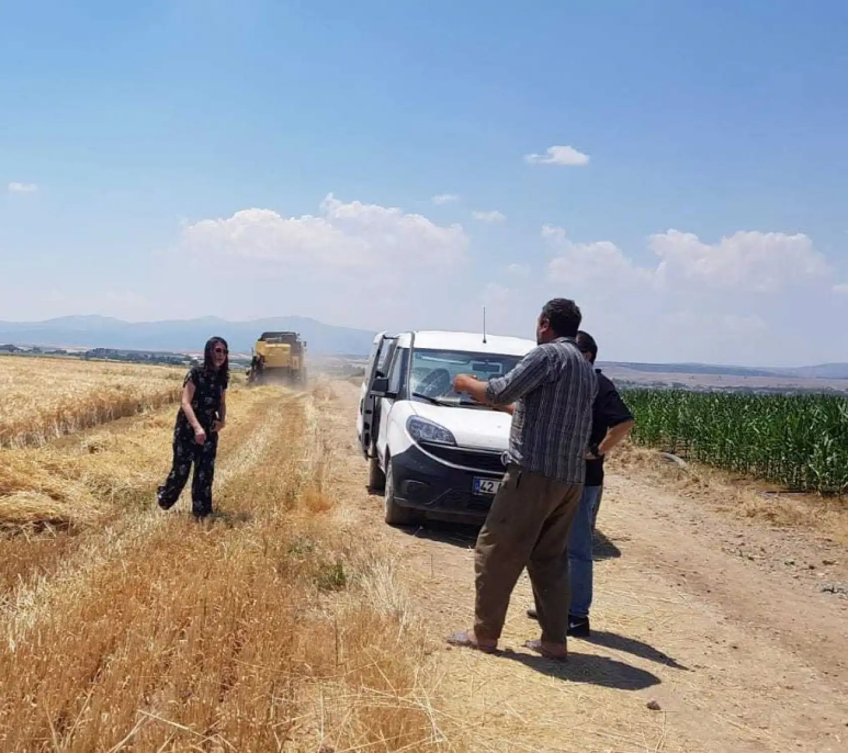 Konya'da hasada denetim freni: Biçerdöverler sahada durduruluyor
