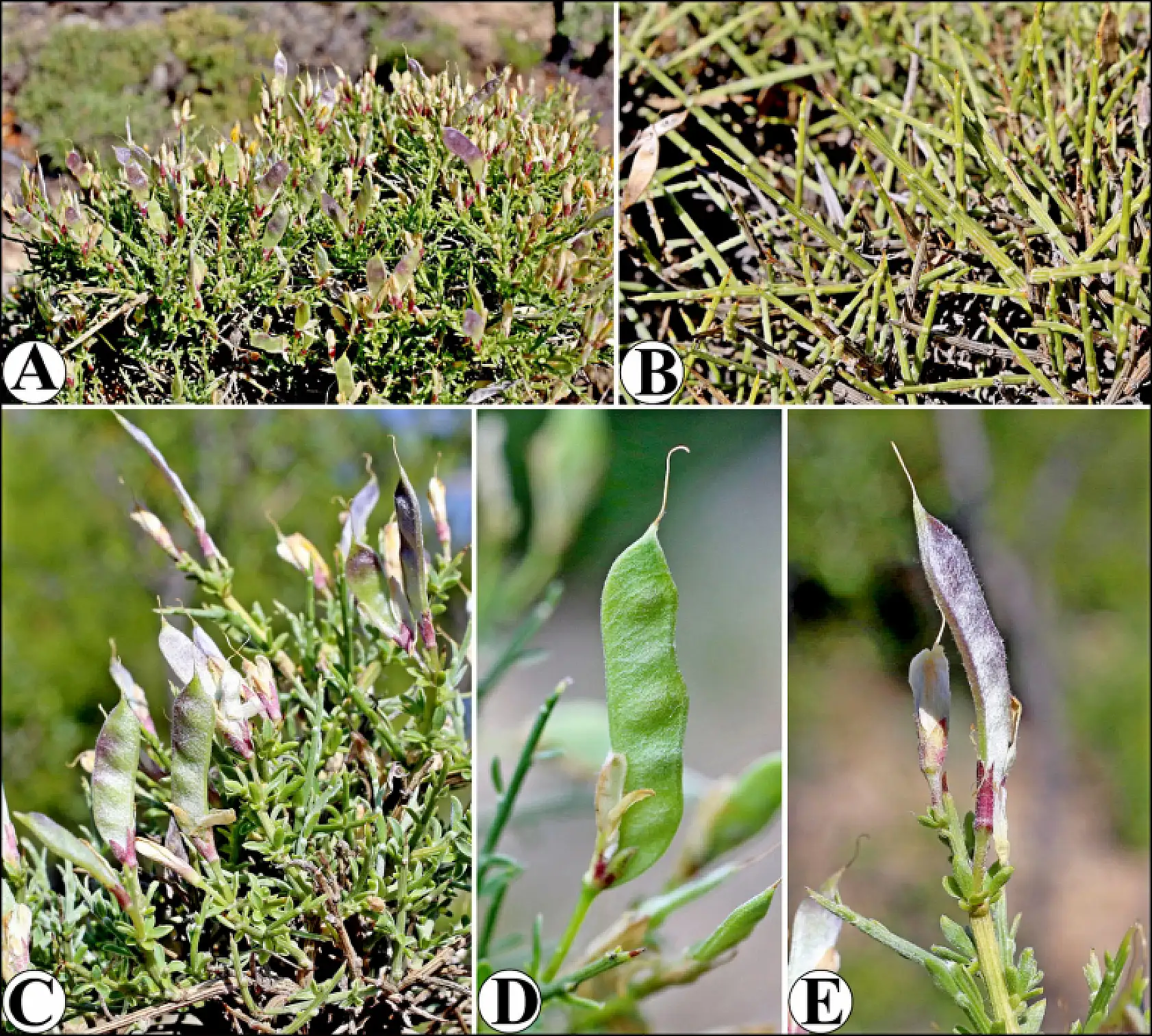 Selçuk Üniversitesi emekli öğretim üyesinden bilim dünyasını heyecanlandıran keşif
