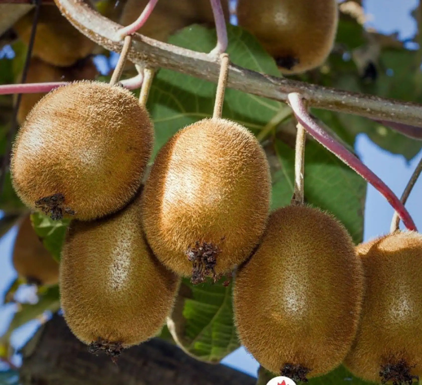 Her gün 1 tane  kivi yersek ne olur? 14 günlük kivi deneyi sosyal medyada gündem oldu