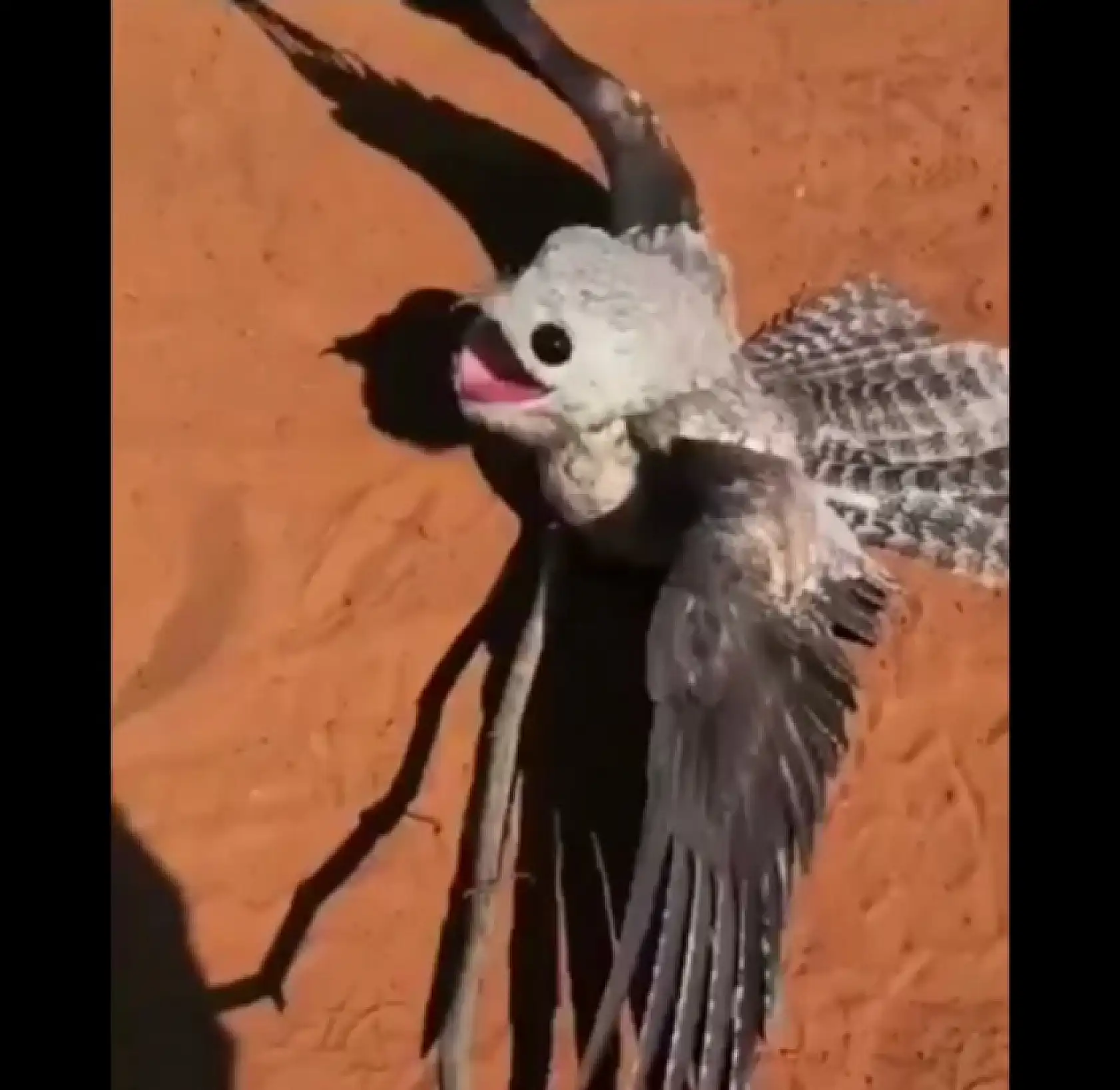 Hermon Dağı'nın laneti mi, Suudi Arabistan'da görülen gizemli kuş ne anlama geliyor?