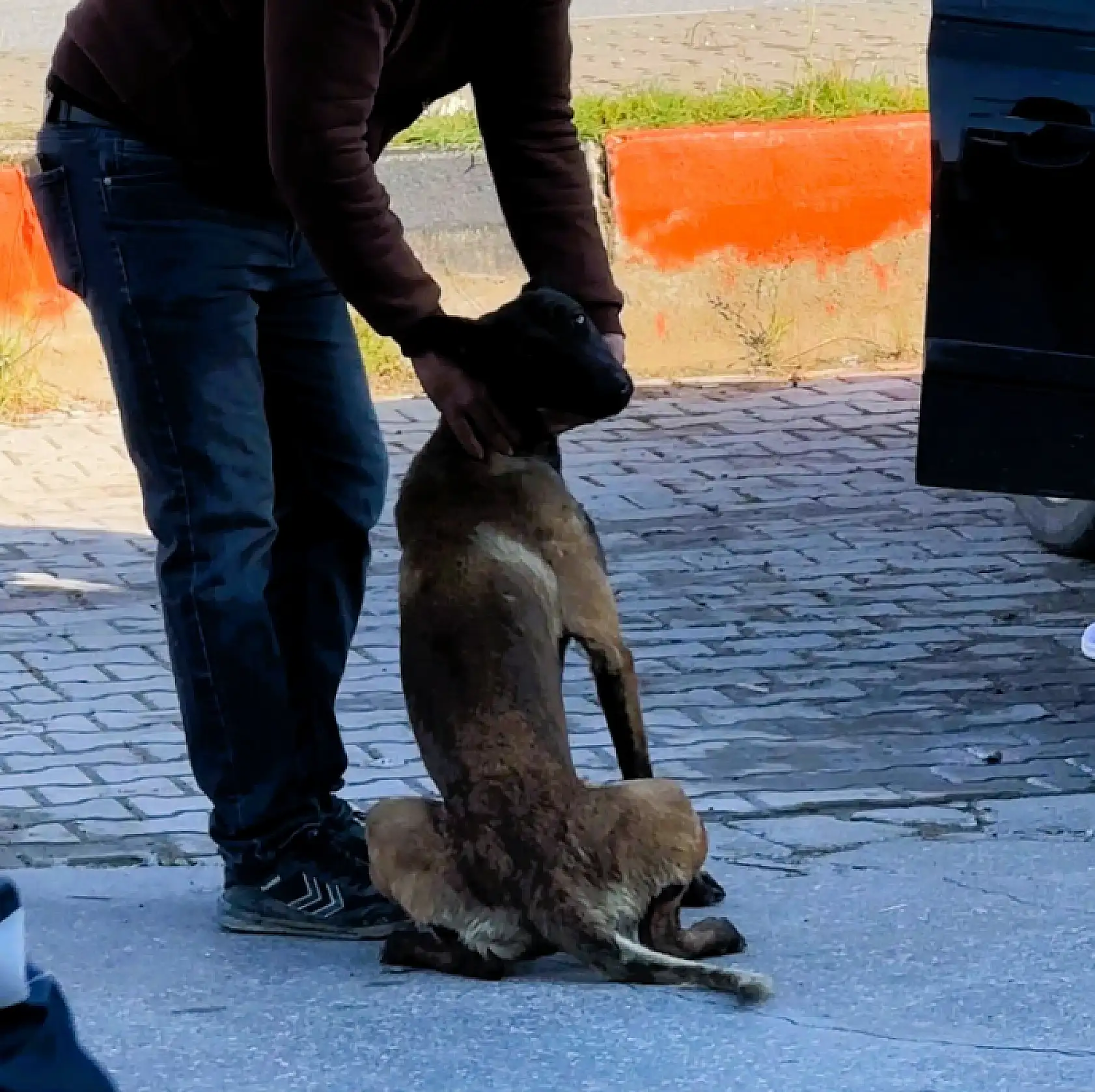 Afyonkarahisar'da köpek dehşeti: Kadının kolu koptu!