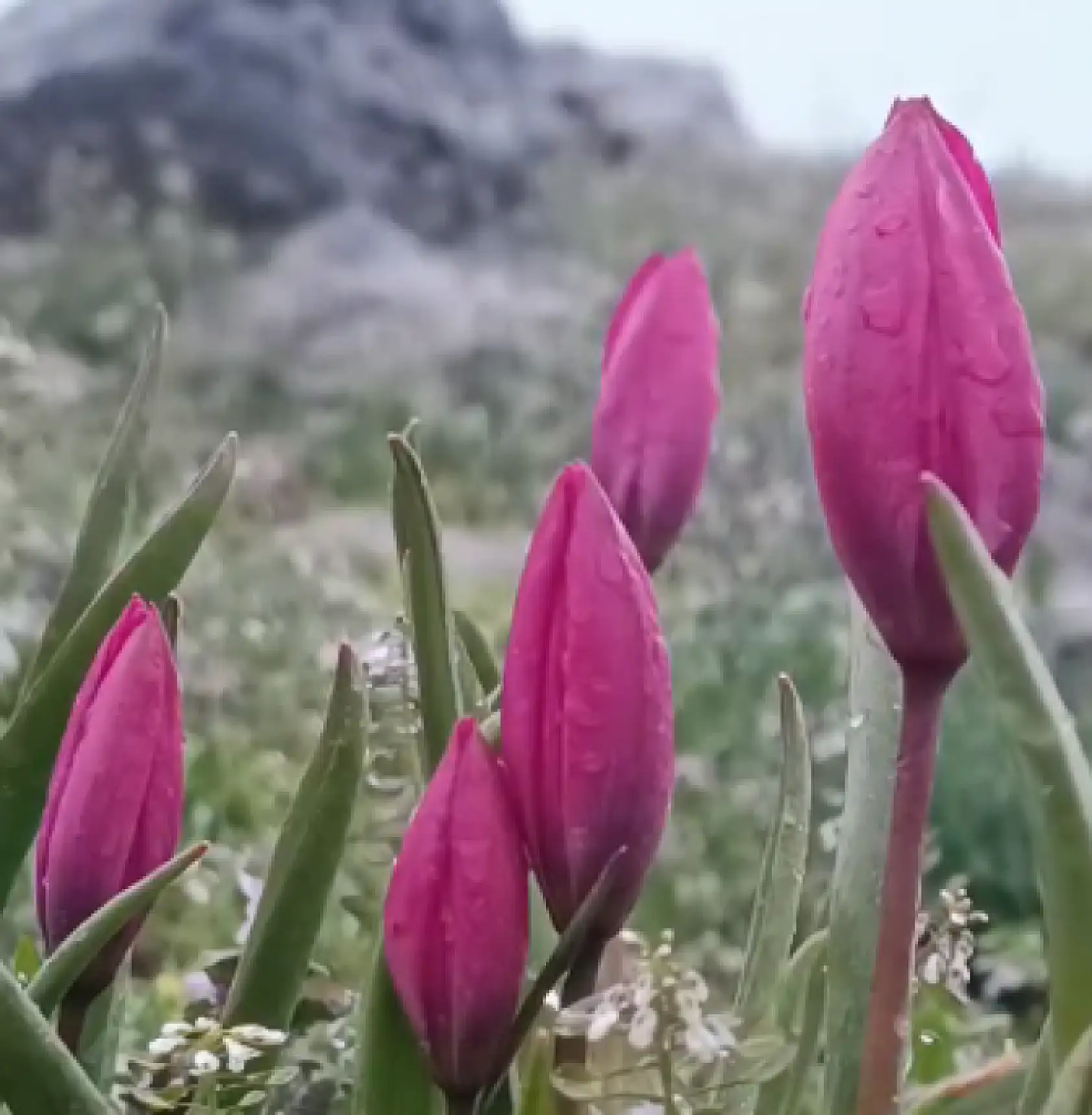 Konya dışında hiçbir yerde bulunmuyor: Güzelliğiyle mest etti!