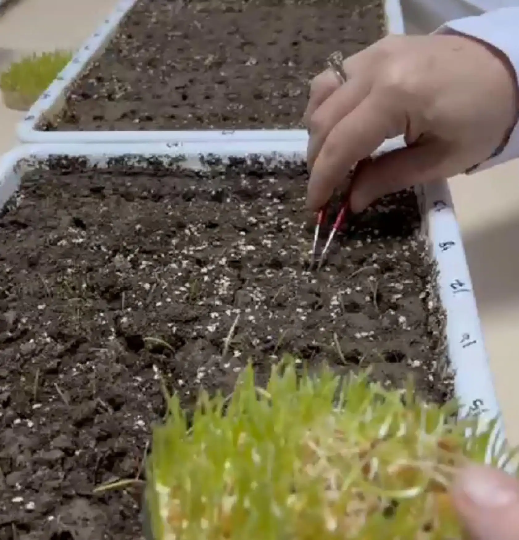 Eksi 21 derecede tarımsal devrim: Soğuğa meydan okuyan tohumlar