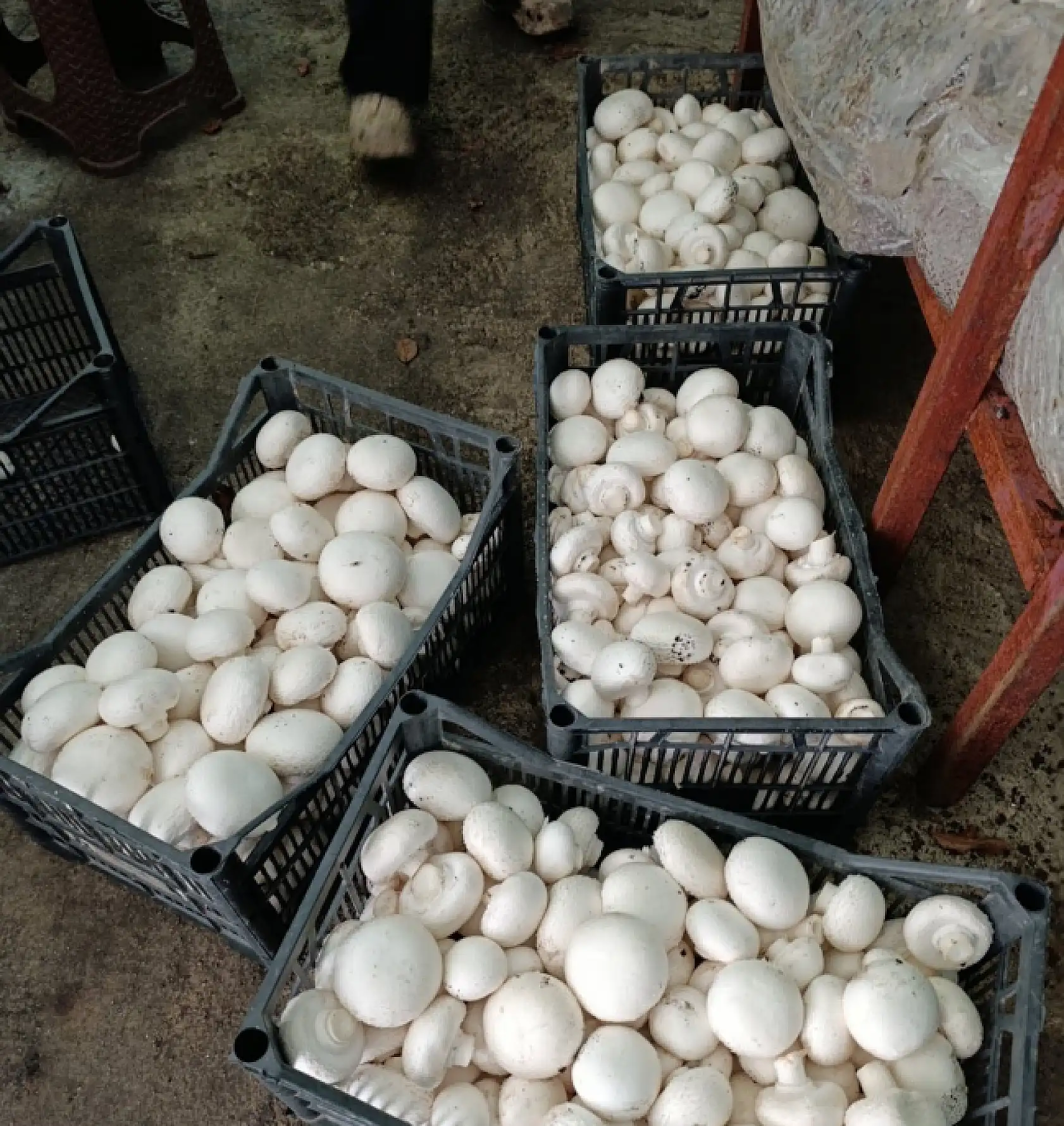 Konya'da mantar üretiminde kalite denetimi