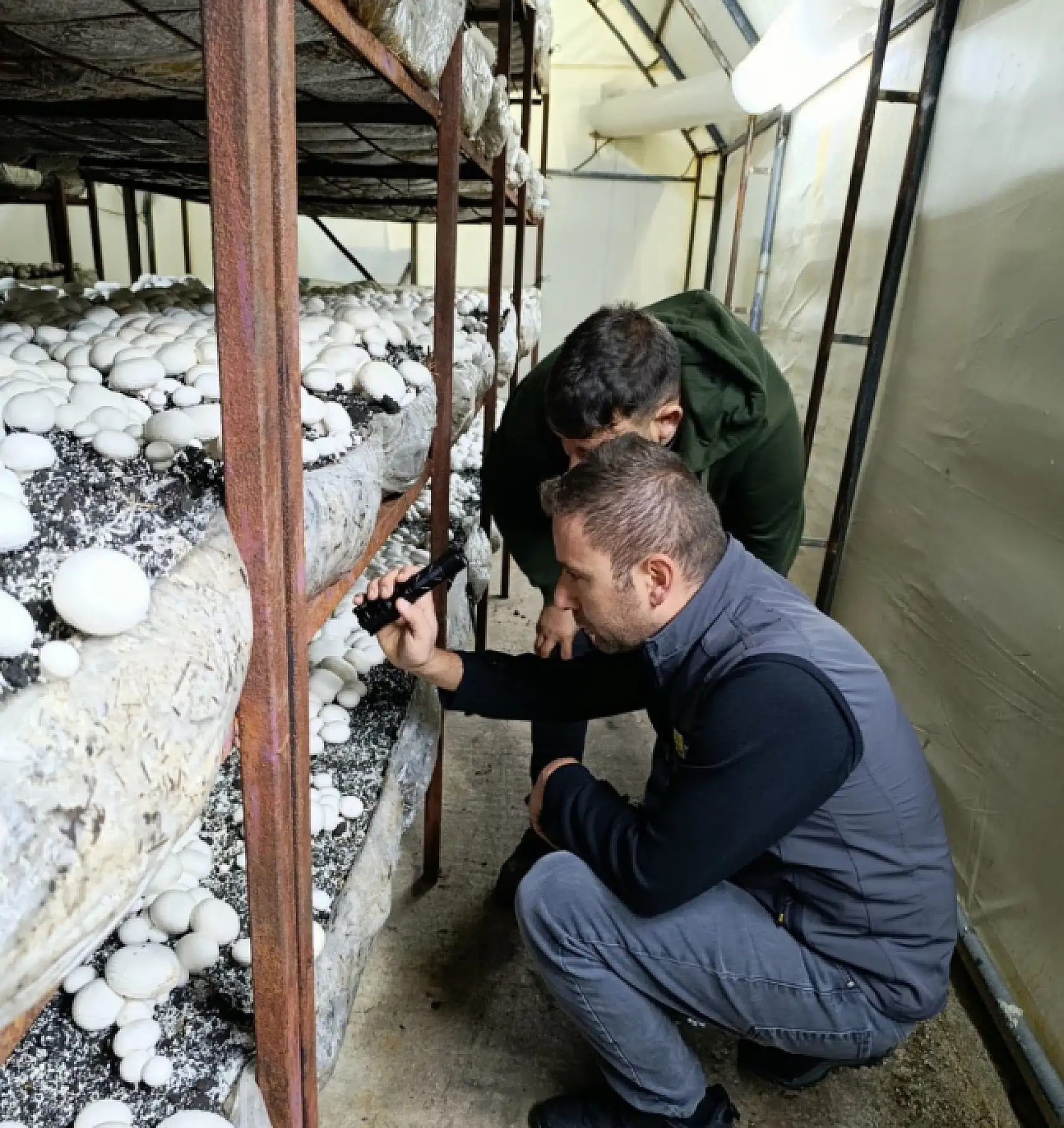 Konya'da mantar üretiminde kalite denetimi